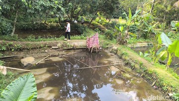 Kondisi kolam ikan yang diduga tercemar air lindi TPA Ciangir Tasikmalaya. (Foto: Faizal Amiruddin/detikJabar)