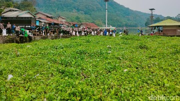 Proses pembersihan eceng gondok di Waduk Jangari (Foto: Ikbal Selamet/detikJabar)