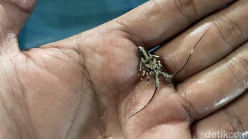 Benih lobster mati terdampak tumpahan batu bara (Foto: Aldi Nur Fadillah/detikJabar).