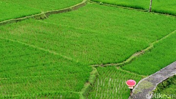 Ilustrasi sawah (Foto: Ari Saputra)