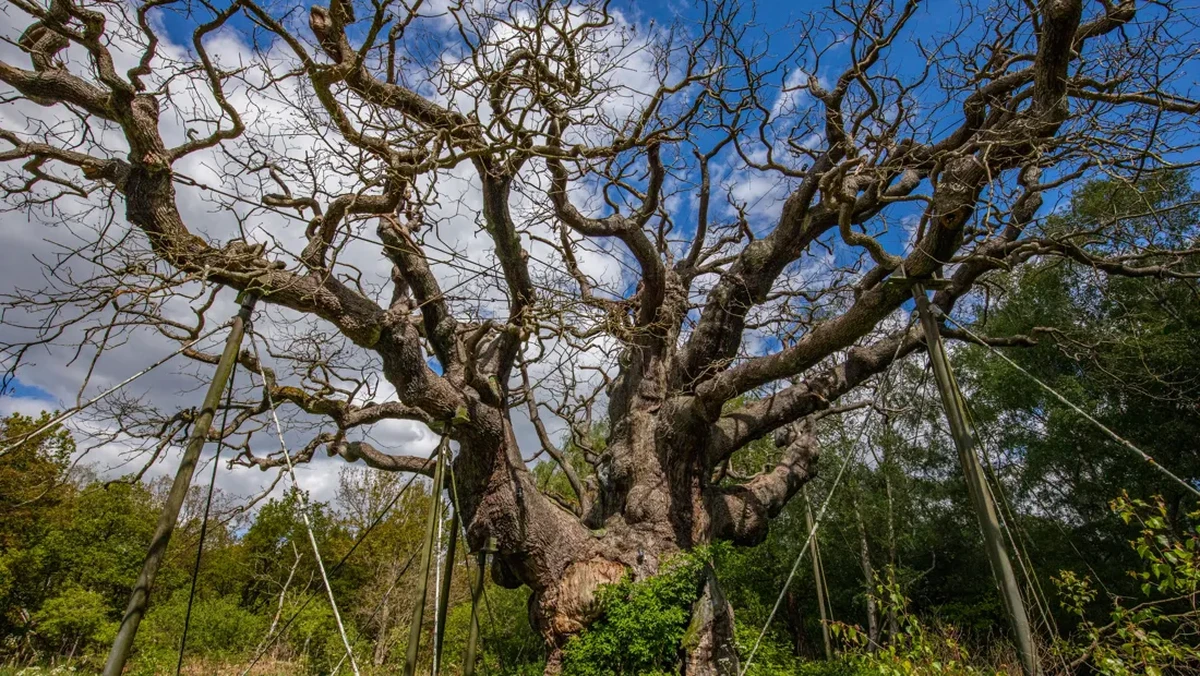 Pohon Legendaris Major Oak di Sherwood Forest Runtuh, Warisan Alam Inggris Kehilangan Ikon Berusia Ribuan Tahun