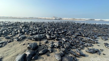 Kondisi kapal tongkang batubara yang terdampar di Pantai Sukaresik, Pangandaran (Foto: Aldi Nur Fadillah/detikJabar).