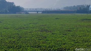 Hamparan eceng gondok di Sungai Citarum KBB kian meluas dibersihkan petugas (Foto: Whisnu Pradana/detikJabar).