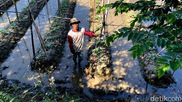 Rohman, petani mentimun di dekat Stadion Gelora Bandung Lautan Api (GBLA) (Foto: Wisma Putra/detikJabar)