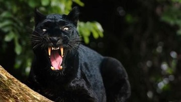 Ilustrasi macan kumbang (Foto: Istimewa).
