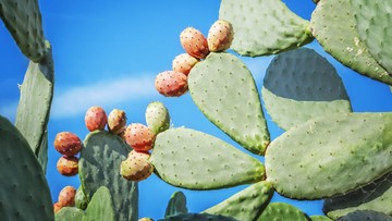 prickly pear cactus atau kaktus pir berduri (Foto: Getty Images/RinoCdZ)