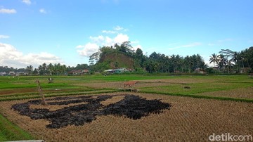 Lahan pertanian di Tasikmalaya yang belum digarap kembali usai panen. (Foto: Faizal Amiruddin/detikJabar)