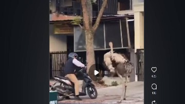 Tangkapan layar burung unta di Margahayu Raya, Kota Bandung. (Foto: ist/ SC Info Margahayu Raya)