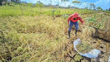 Hayat sedang panen di lahan sawah miliknya meski belum waktunya karena kekeringan. (Foto: Dadang Hermansyah/detikJabar)