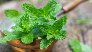 Infografis aroma buah dan herba agar badan segar (Foto: NotebookLM)