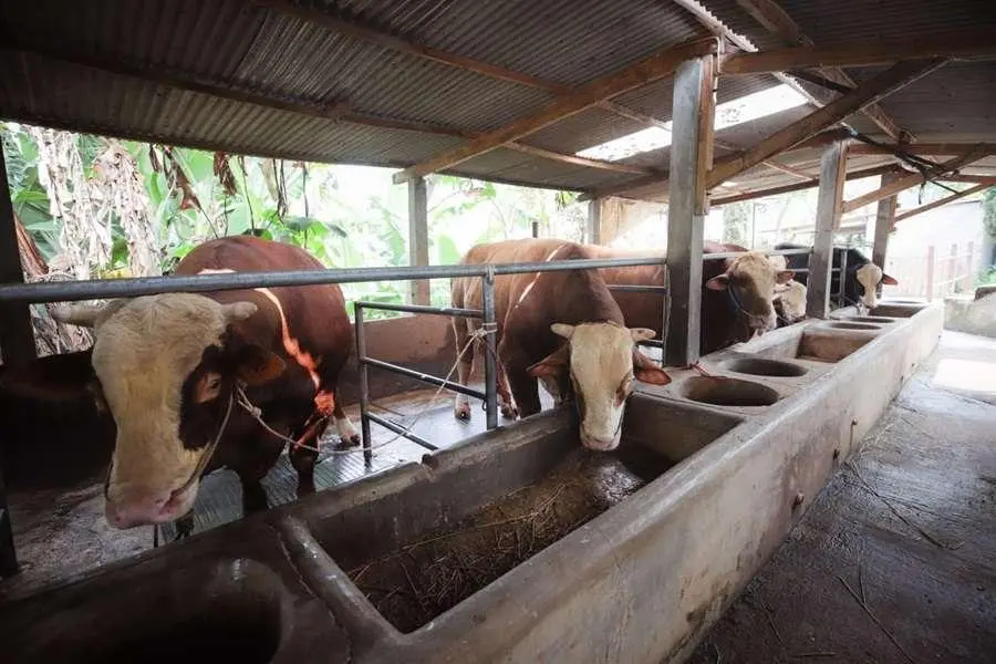 Iduladha 1447 H: BAZNAS Jabar Salurkan Puluhan Hewan Kurban ke Pelosok Desa