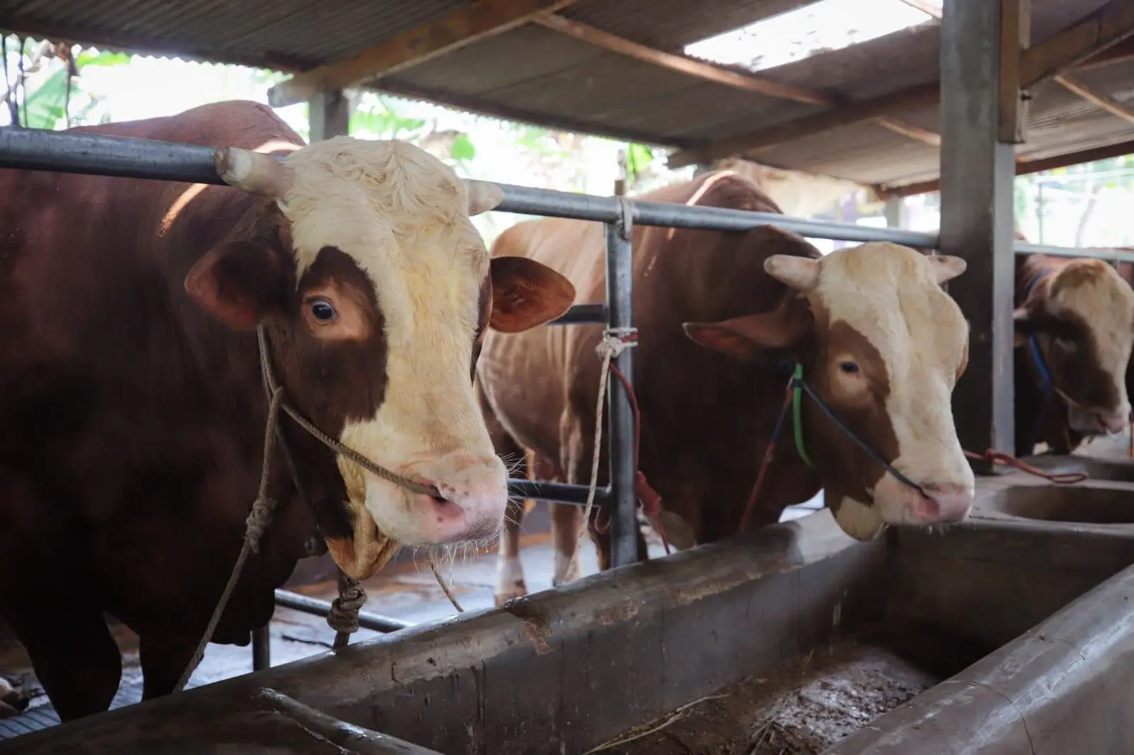 Kisah Sukses Vandri Dwitama: Peternak Milenial Bandung Penyedia Sapi Jumbo RI 1