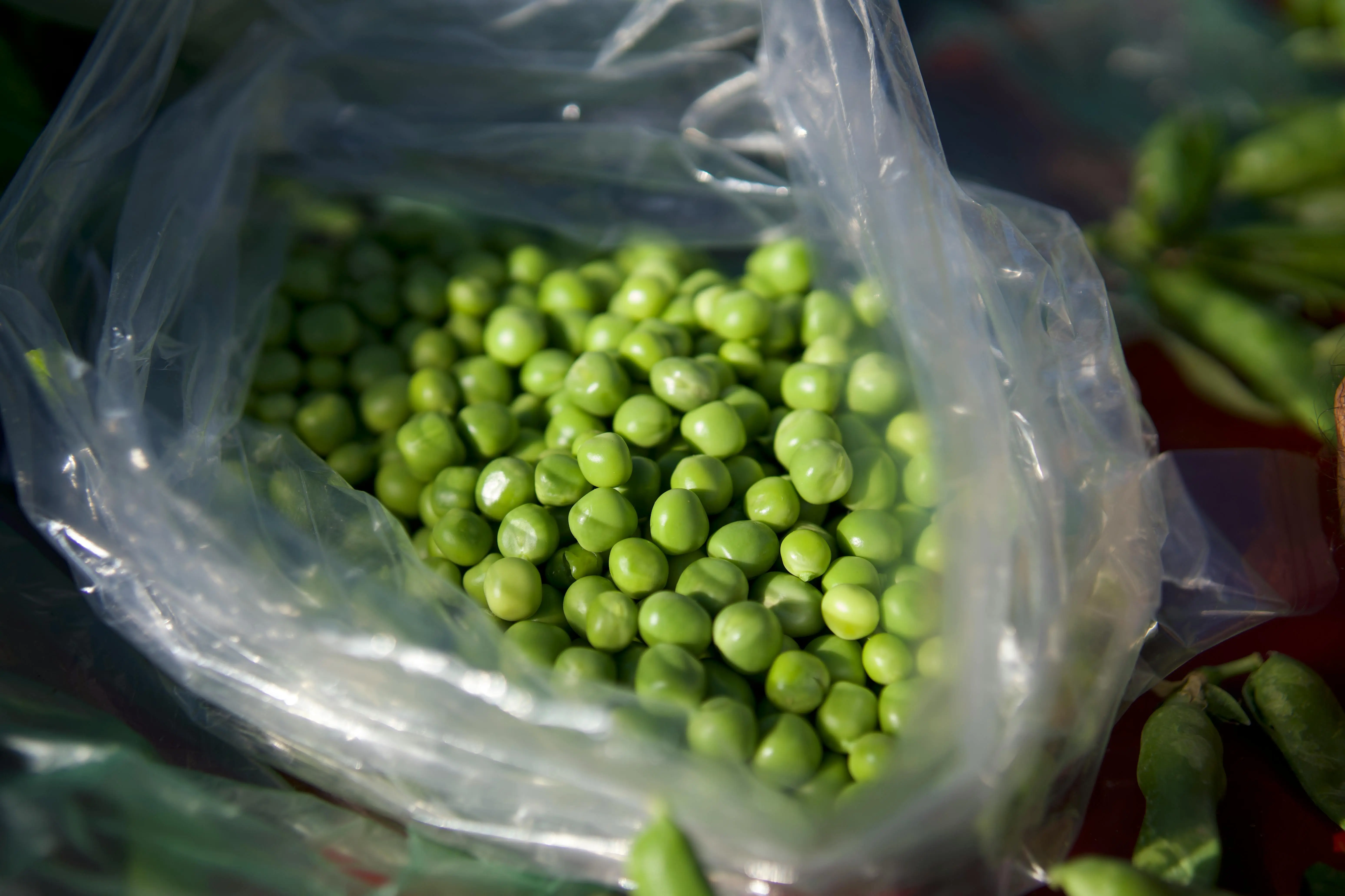 Eksperimen Genetika Gregor Mendel: Menyingkap Kode Kehidupan dari Kebun Kacang Polong