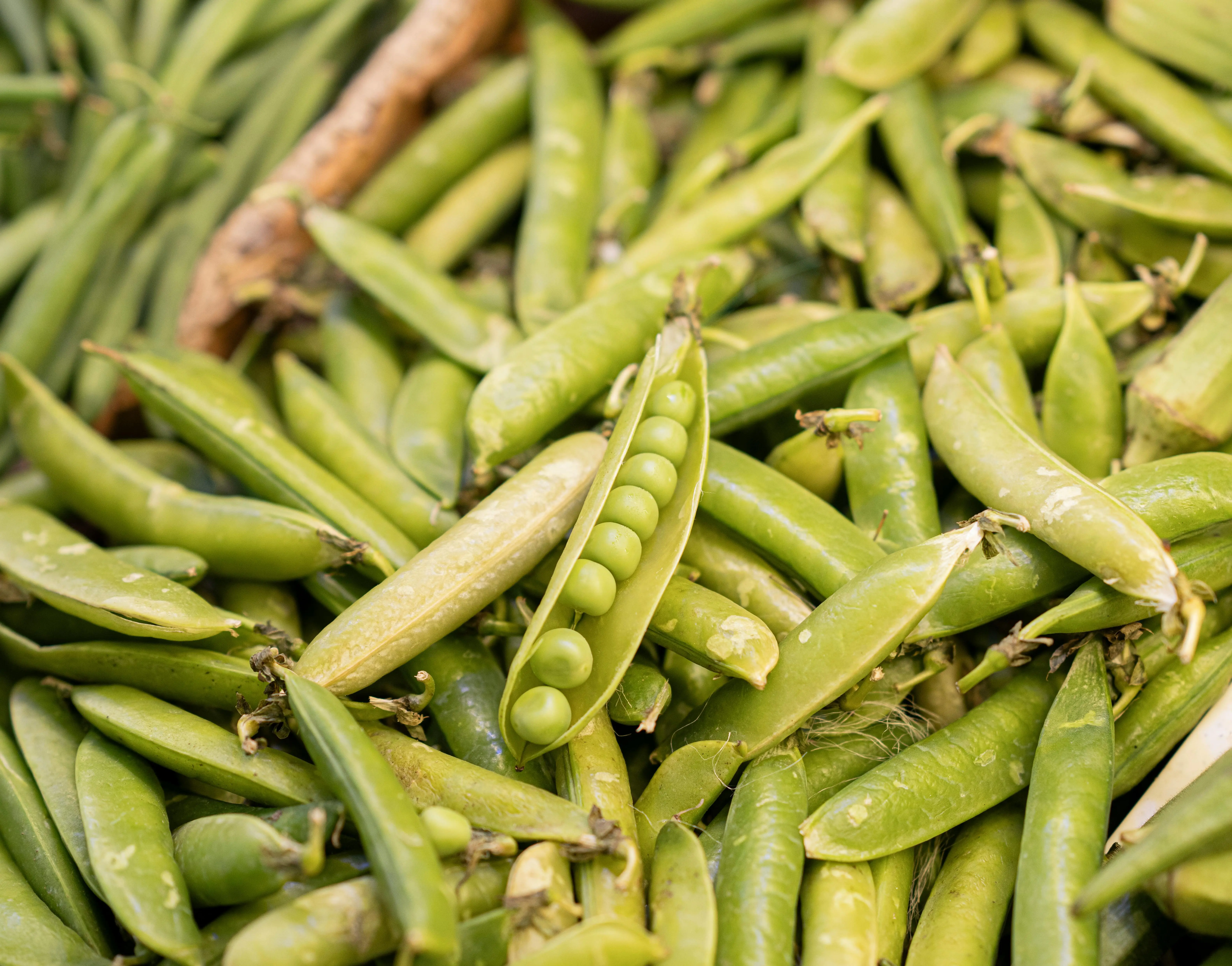Fakta Unik tentang Kacang Polong: Simbol Kesederhanaan yang Mengubah Dunia