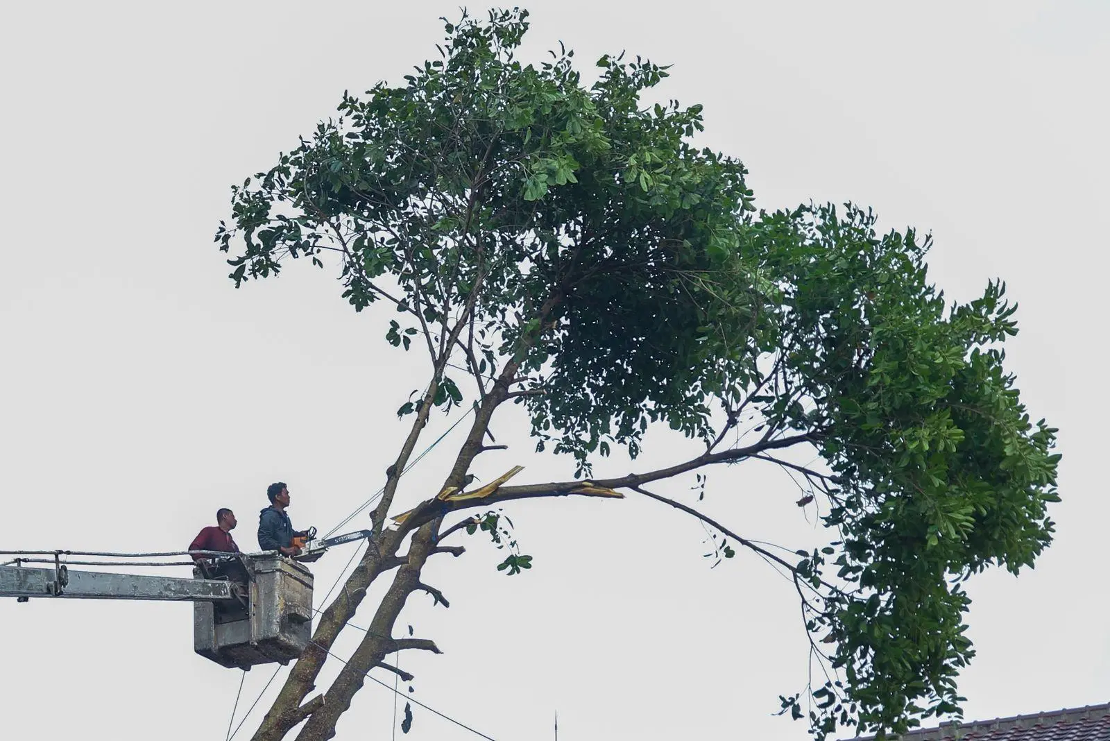 Aturan Baru! Dilarang Sembarang Tebang Pohon di 30 Jalan Provinsi Kota Bandung