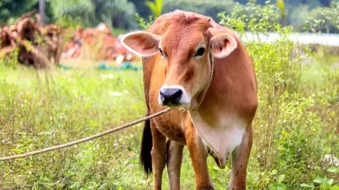Cari Hewan Kurban di Jateng? Cek Daftar Pasar Hewan Resmi dari Ambarawa Hingga Boyolali