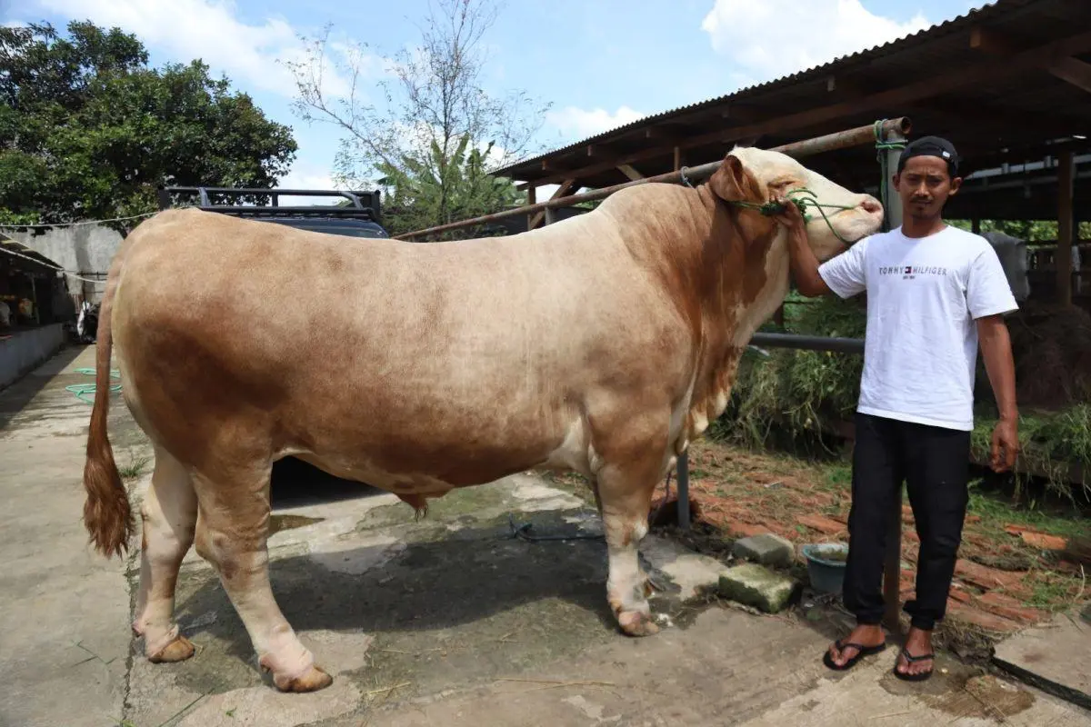 Intip Estimasi Harga Sapi dan Kambing Kurban 2026 di Jateng: Sapi Bobot 200 Kg Mulai Rp11 Jutaan