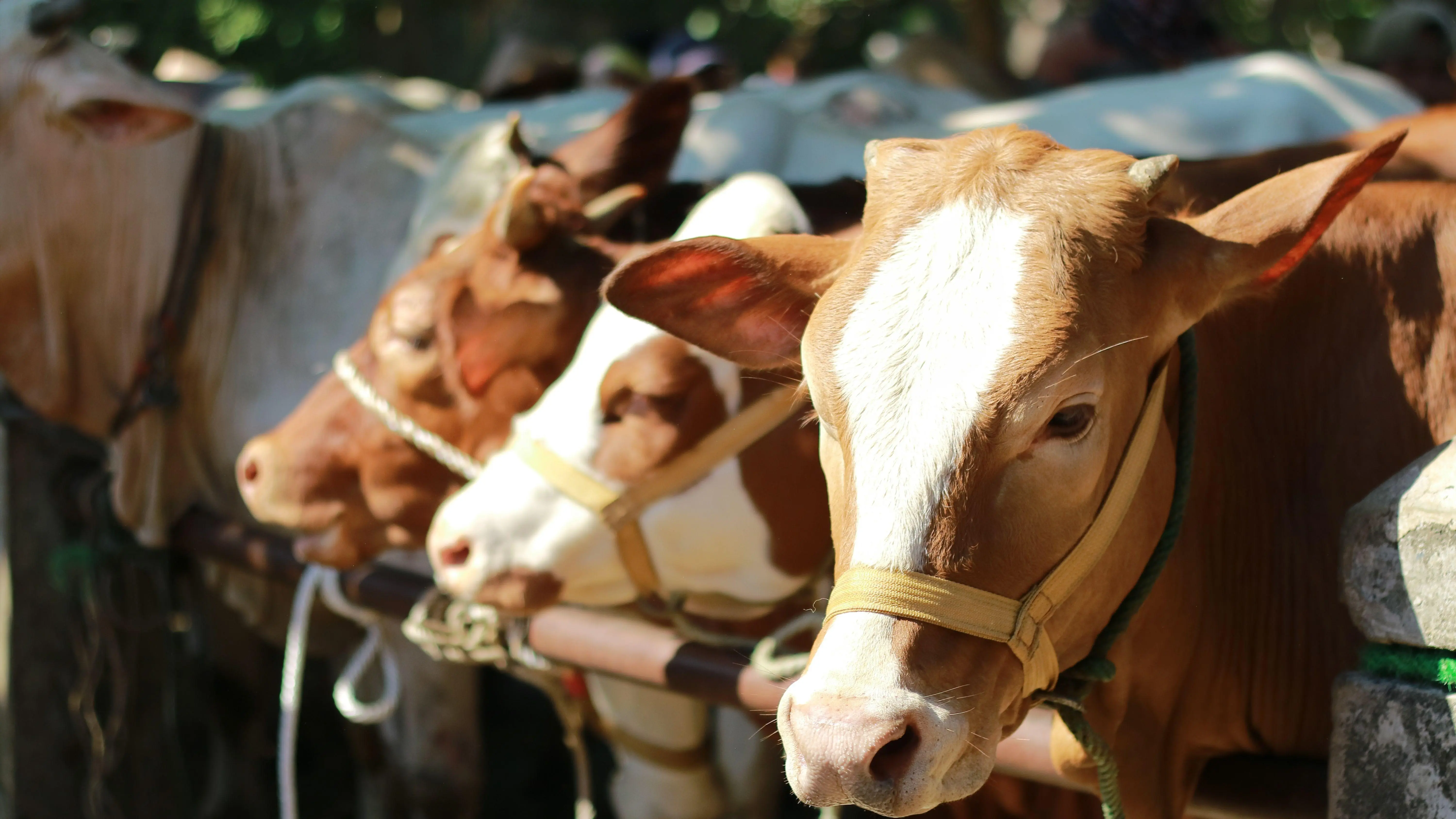 Jelang Idul Adha 2026, Pemerintah Naikkan Harga Acuan Sapi Hidup Menjadi Rp59 Ribu Per Kilogram