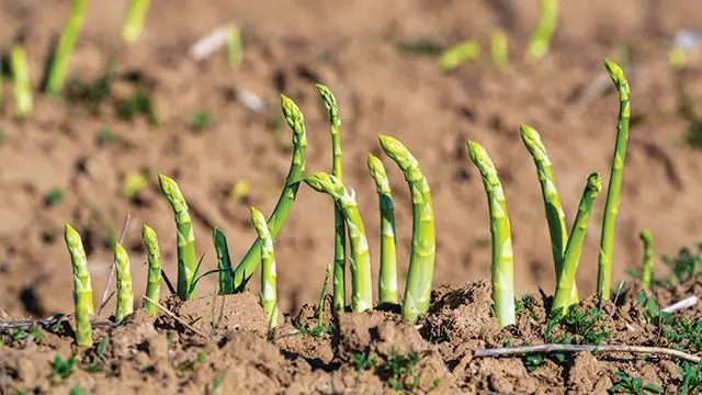 Menanam Investasi Hijau: Panduan Praktis Budidaya Asparagus di Kebun Rumah