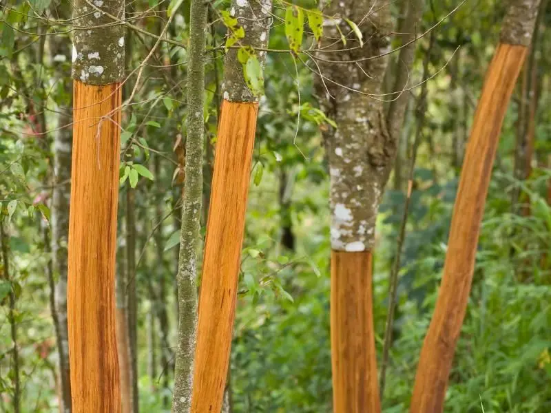 Mengenal Pohon Cinnamomum: Eksotisme dan Karakteristik Tanaman Penghasil Kayu Manis