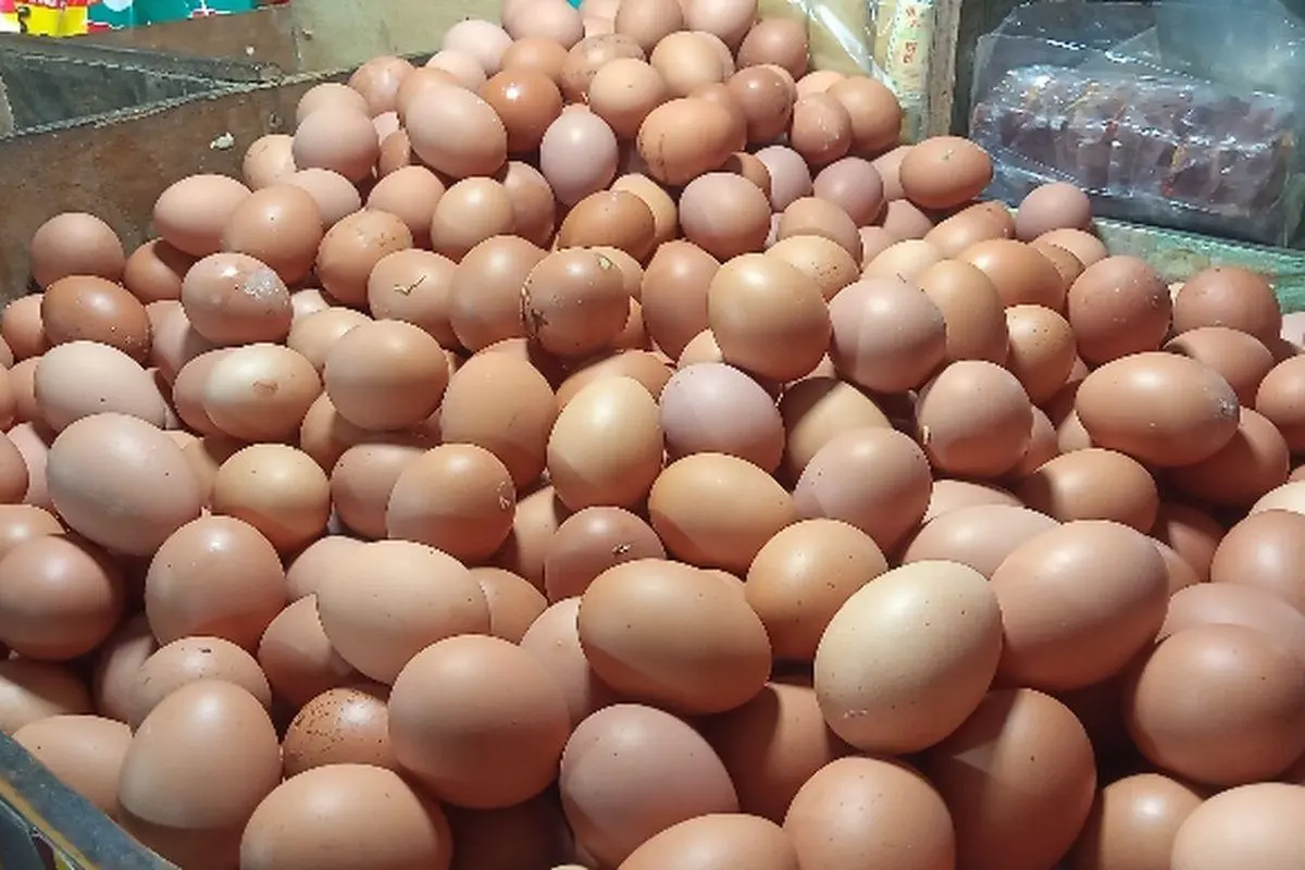 Pemerintah Pastikan Stok Telur Ayam Nasional Surplus, Satgas Saber Kawal Stabilitas Harga