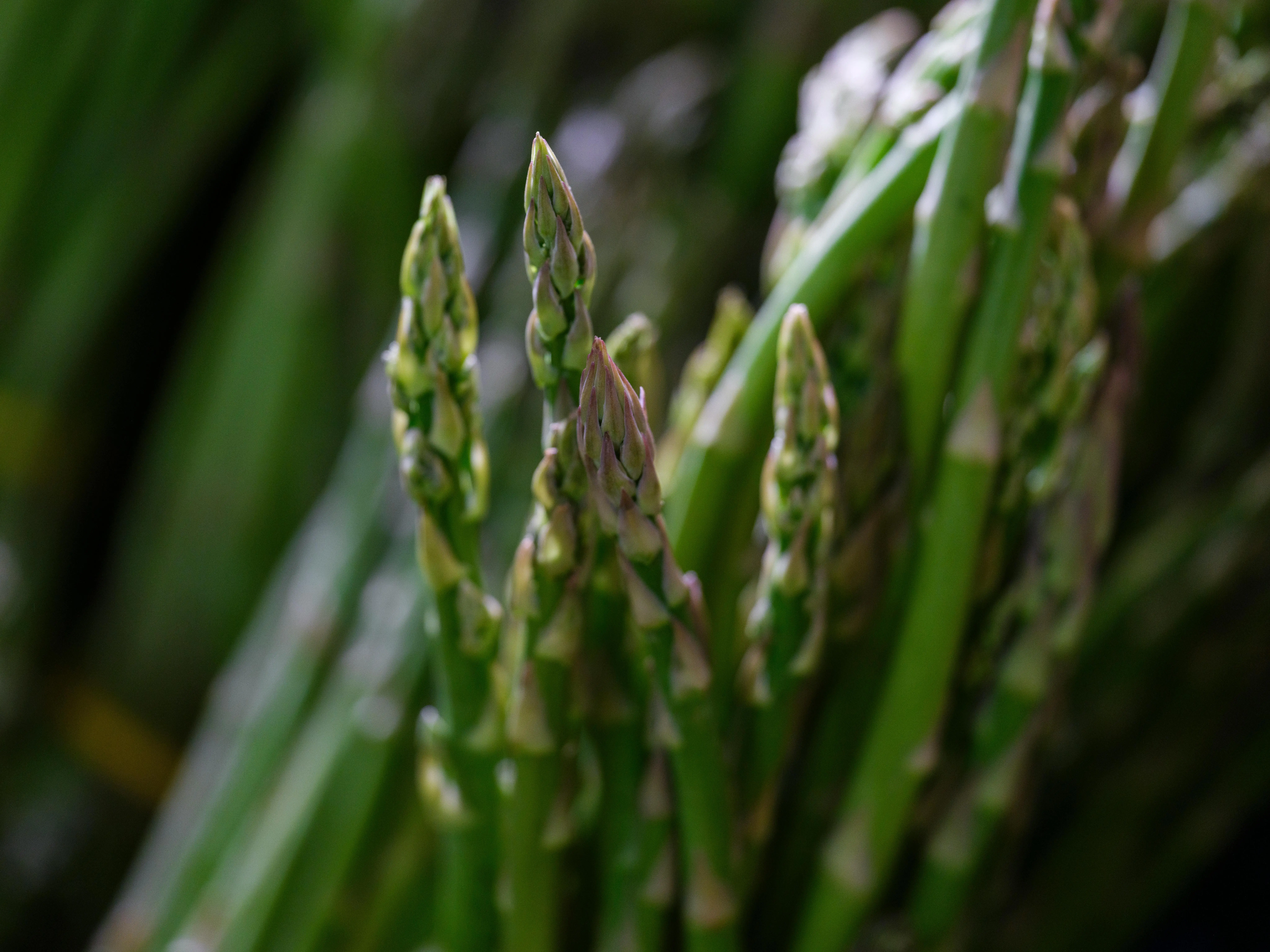 Sentuhan Renyah Asparagus dalam Evolusi Kuliner Modern Jepang