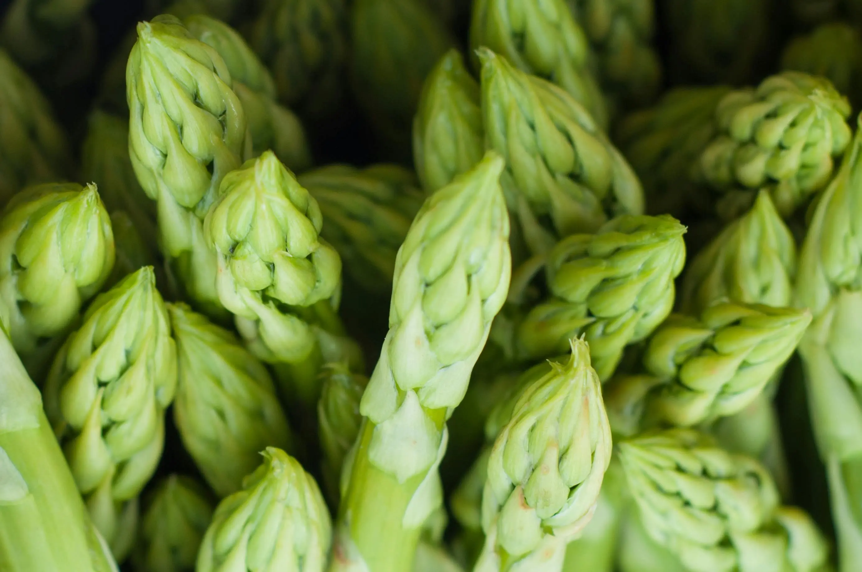 Peran Asparagus pada Masakan Prancis Klasik: Simbol Keanggunan di Atas Piring
