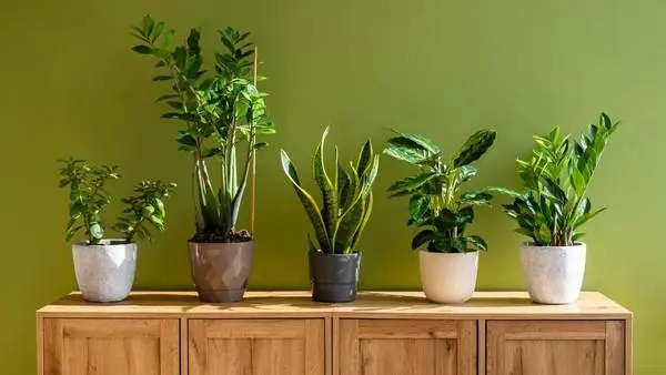 5 Rekomendasi Tanaman Hias Indoor yang Ampuh Bersihkan Polusi Udara di Dalam Rumah