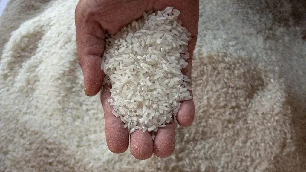 5 Tips Memilih Beras yang Bagus: Kenali Ciri Beras Tanpa Pemutih dan Pengawet!