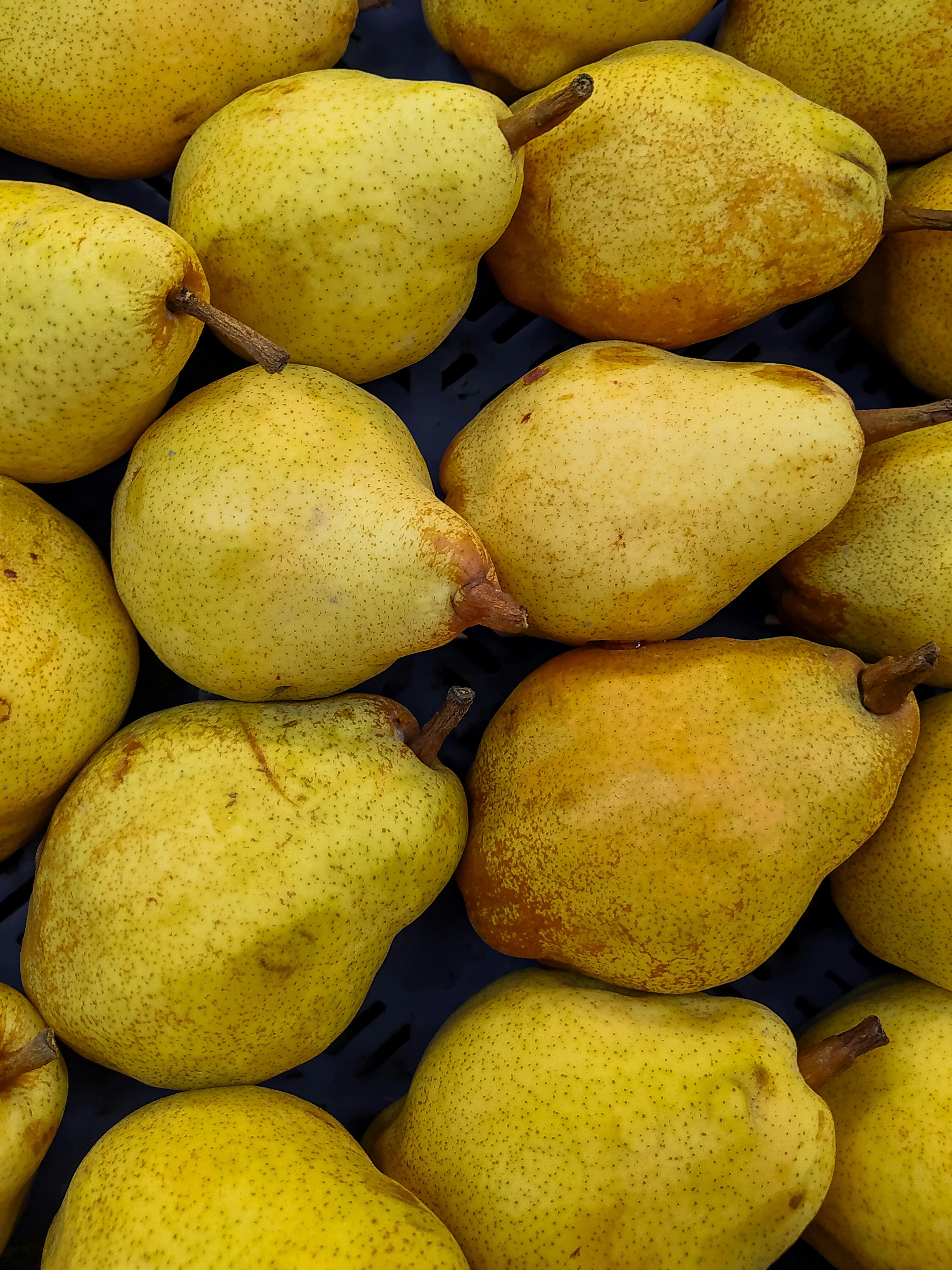 Kekuatan Nutrisi Buah Pir: Pilar Penting dalam Pola Makan Seimbang
