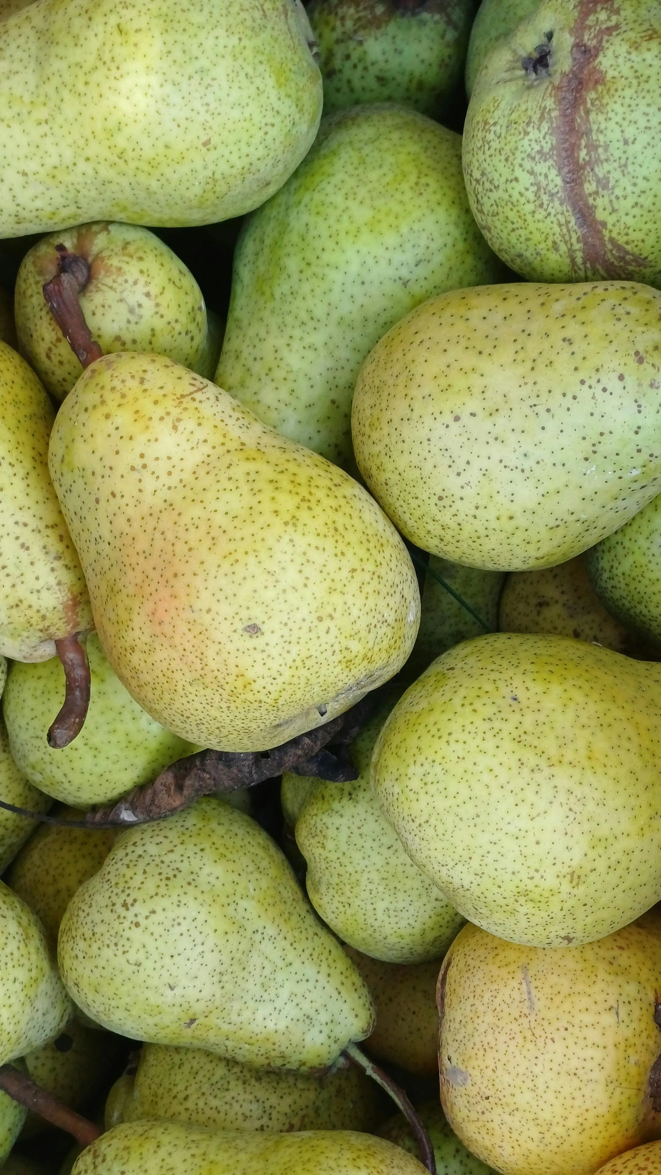 Kekuatan Tersembunyi Buah Pir: Agen Detoksifikasi Alami untuk Tubuh yang Lebih Segar