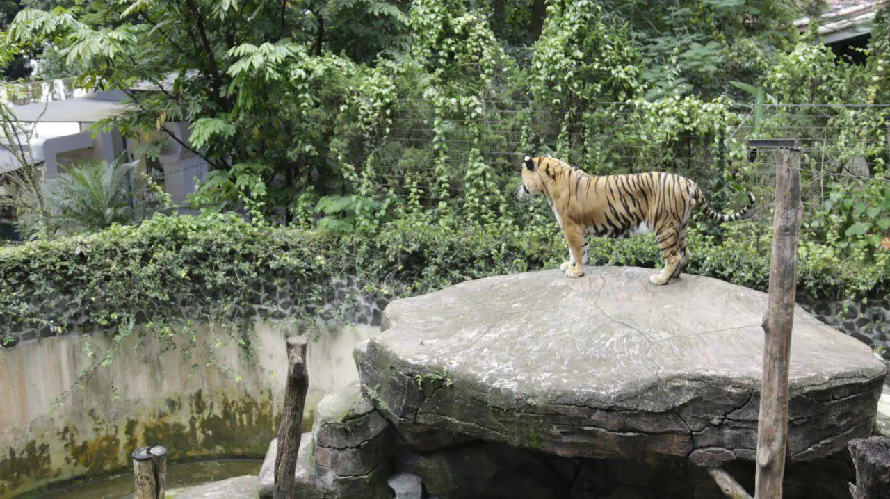Wali Kota Bandung Muhammad Farhan Instruksikan Pembenahan Total Pasca Kematian Dua Anak Harimau