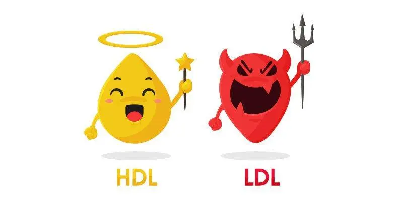 Jangan Salah Sangka! Inilah Perbedaan Kolesterol LDL dan HDL yang Wajib Anda Tahu
