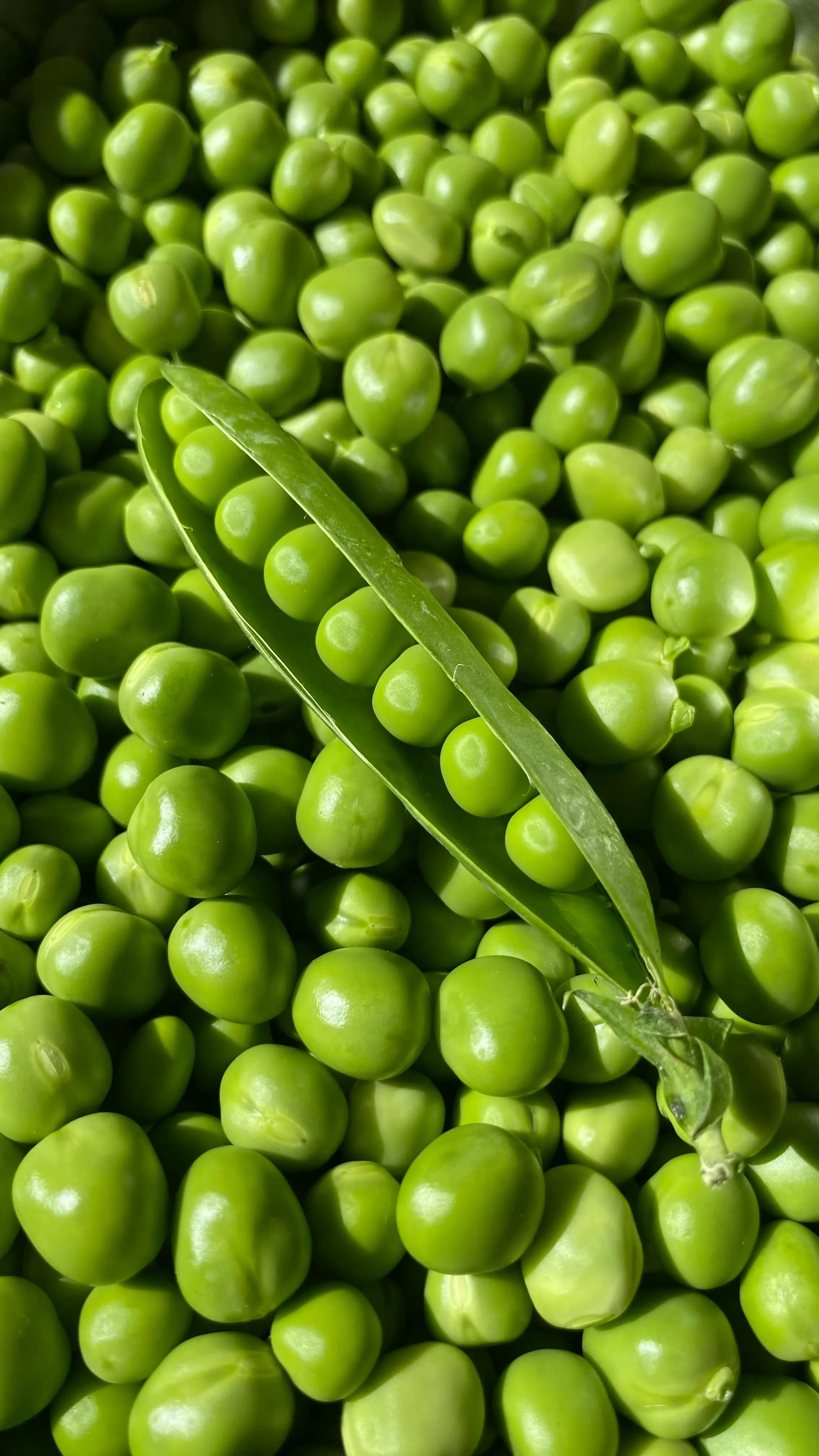 Kacang Polong dalam Menu Diet Rendah Lemak: Nutrisi Kecil dengan Dampak Besar