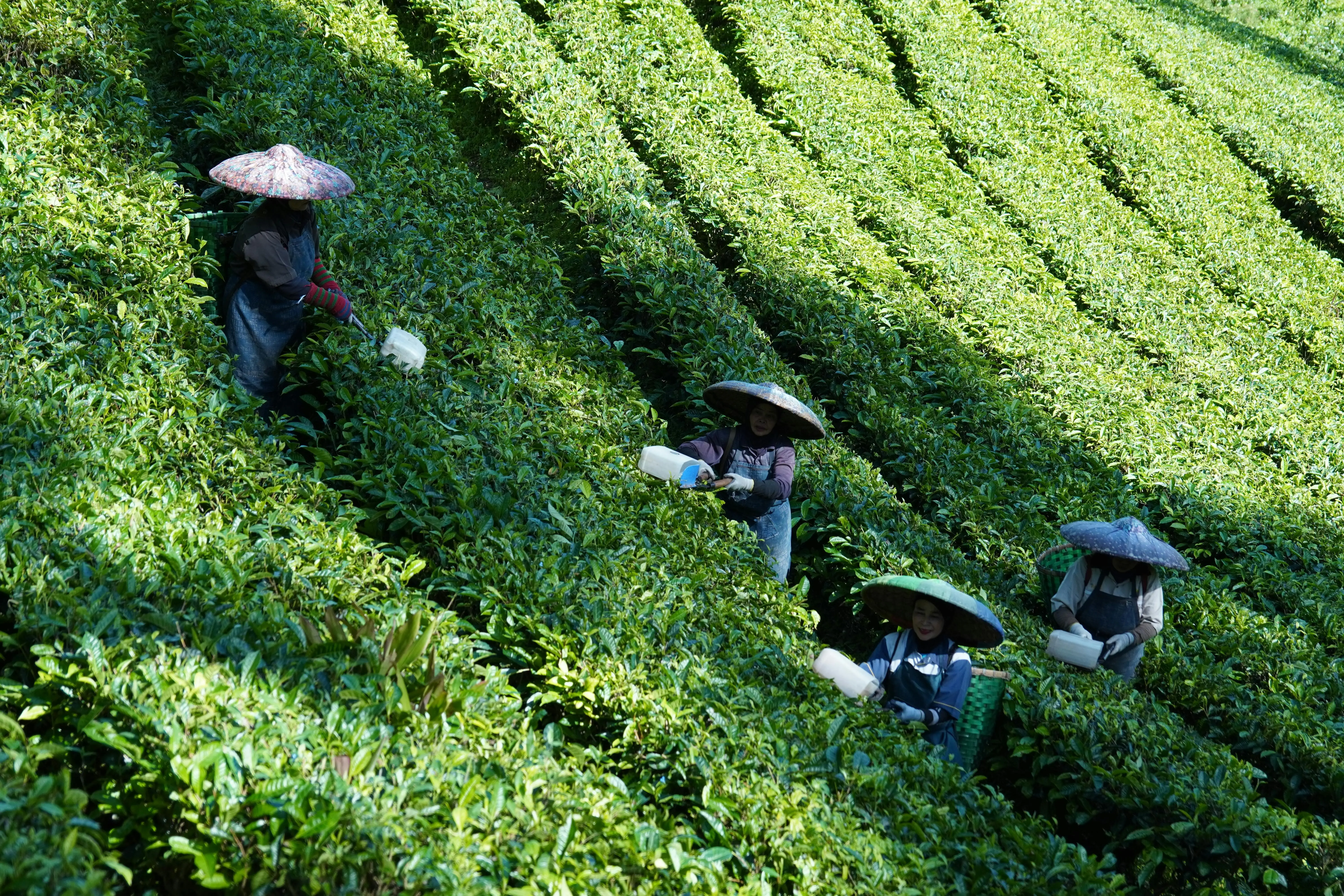 Menelusuri Jejak Teh: Dari Tradisi Kuno Hingga Menjadi Pilar Perdagangan Modern