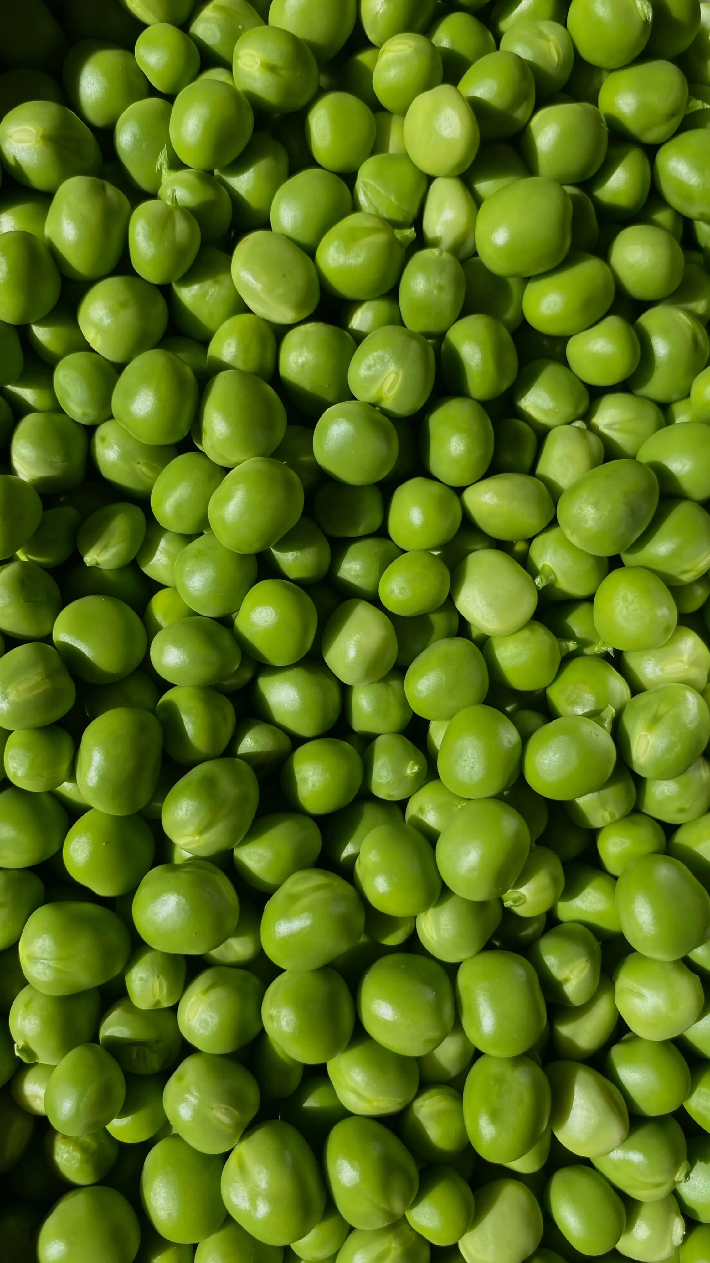 Kacang Polong dan Perannya dalam Mengontrol Gula Darah: Kecil Bentuknya, Besar Manfaatnya