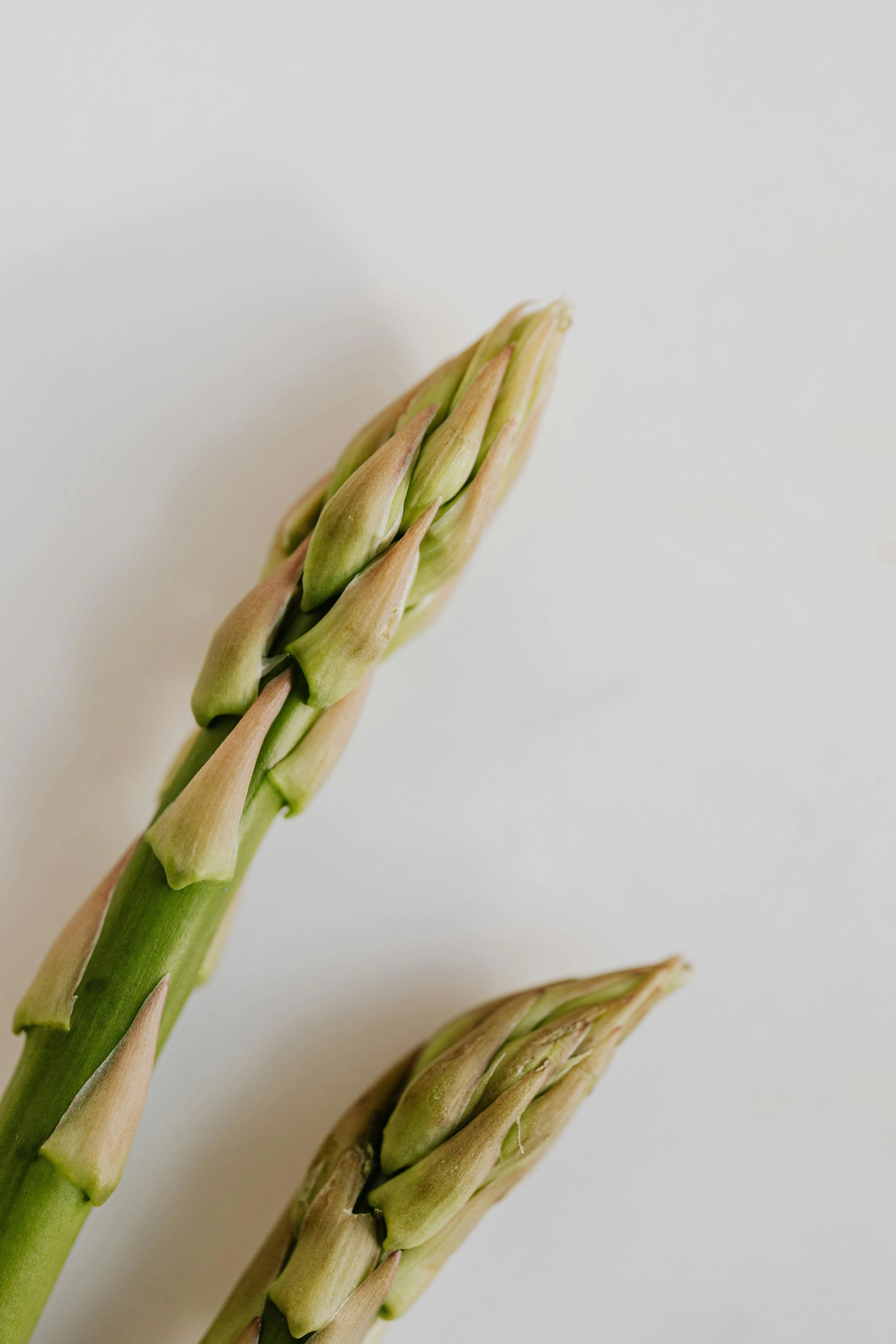 Tips Menyusun Menu Sehat dengan Asparagus: Sayuran Mewah dengan Sejuta Manfaat
