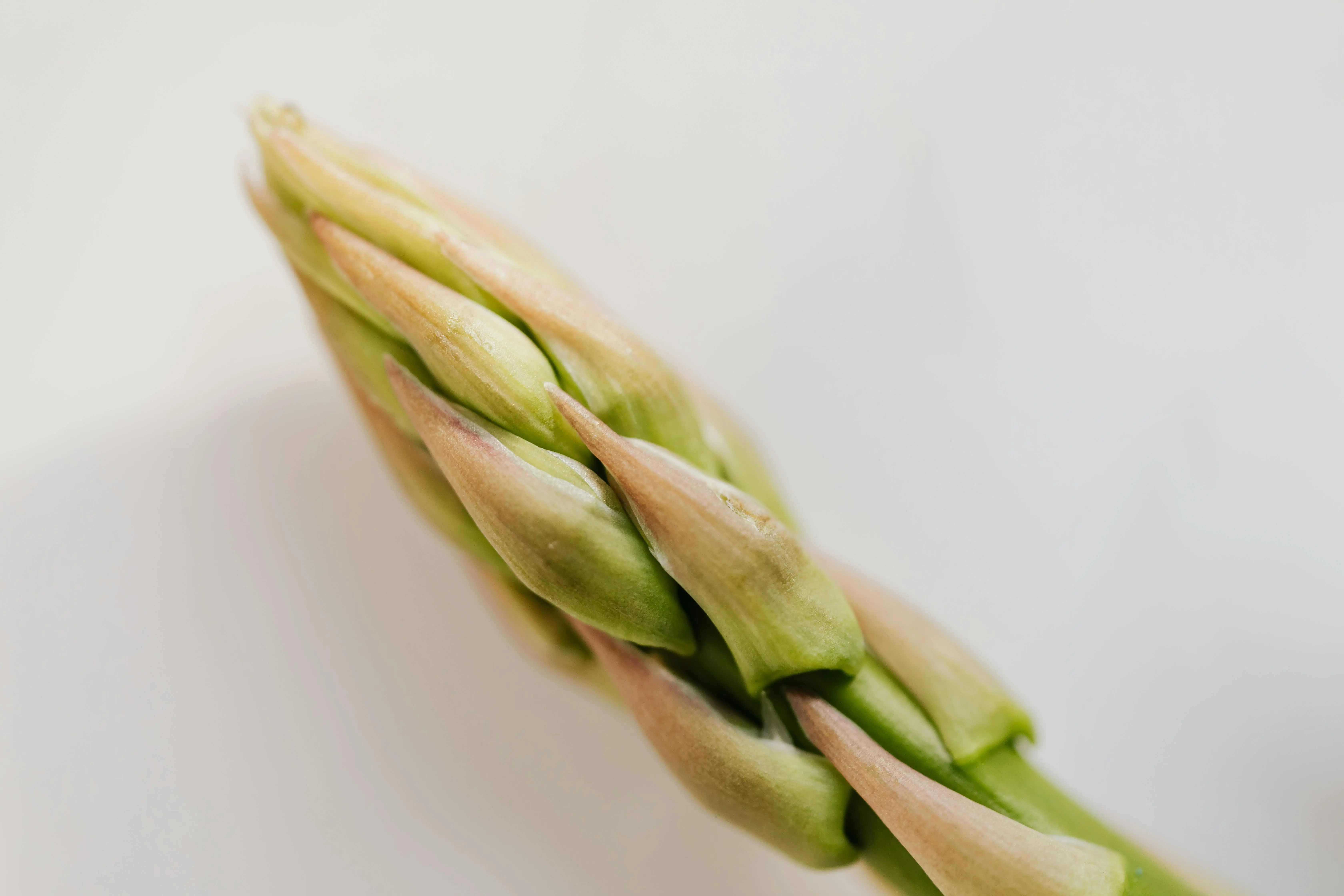 Makan Asparagus Setiap Hari: Manfaat Kesehatan dan Hal yang Perlu Kamu Waspadai