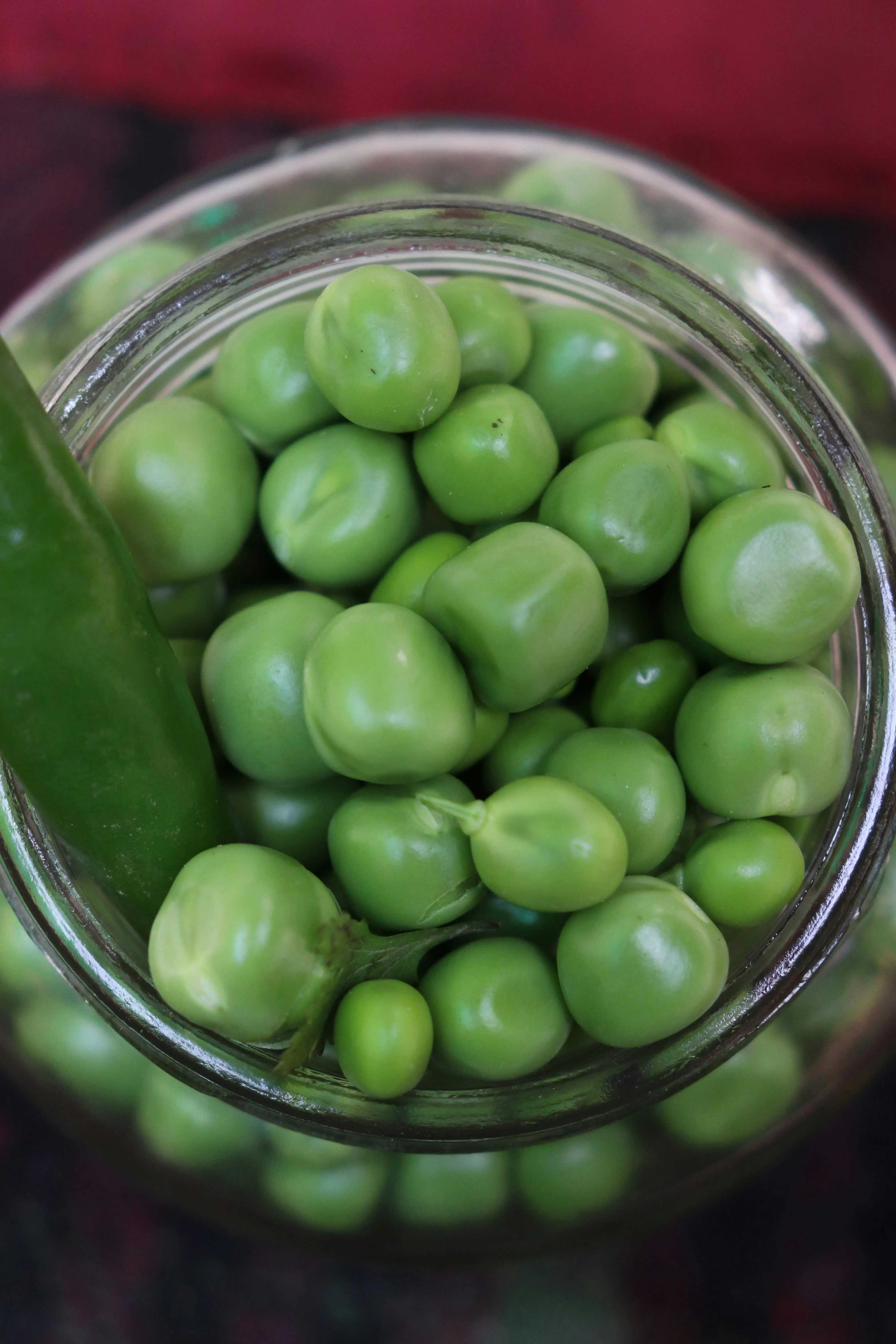 Kacang Polong dan Perannya dalam Menjaga Pencernaan: Si Kecil Hijau dengan Manfaat Besar