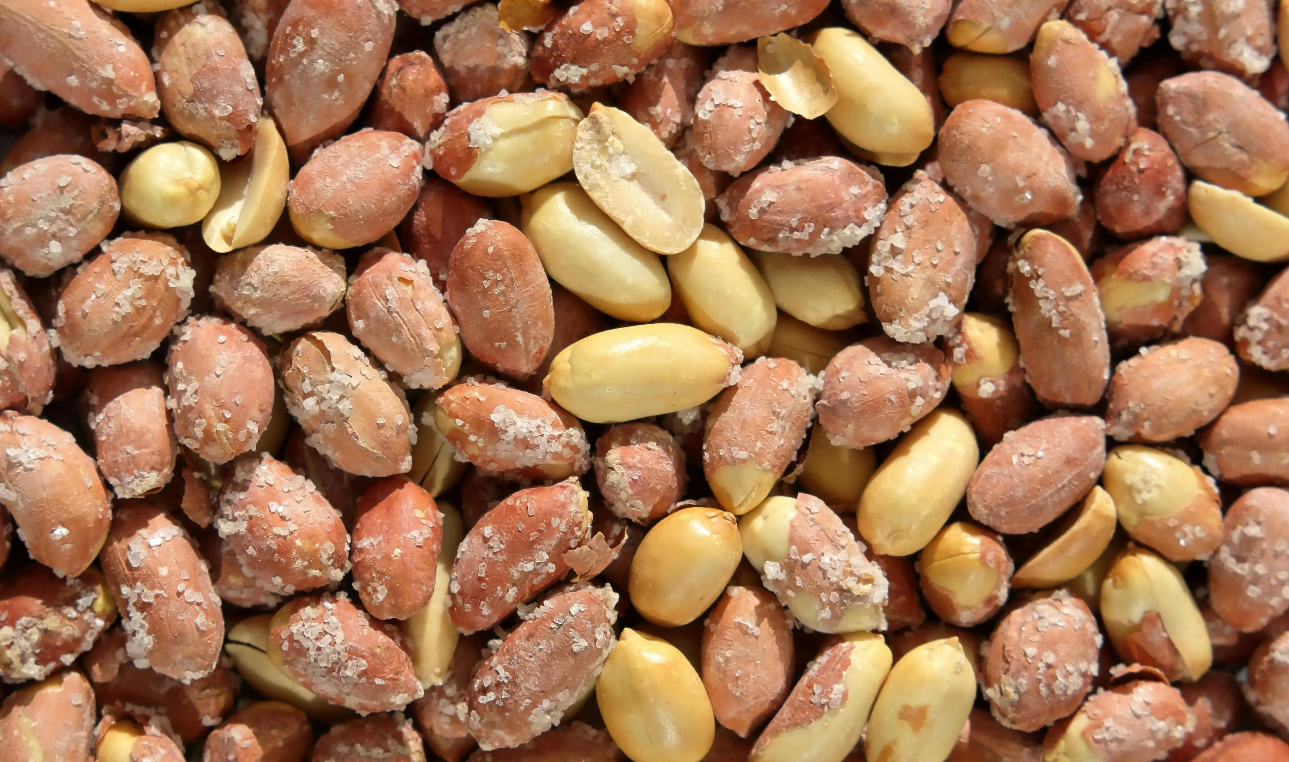 Negara Penghasil Kacang Tanah Terbesar di Dunia: Dominasi Asia di Panggung Agribisnis Global
