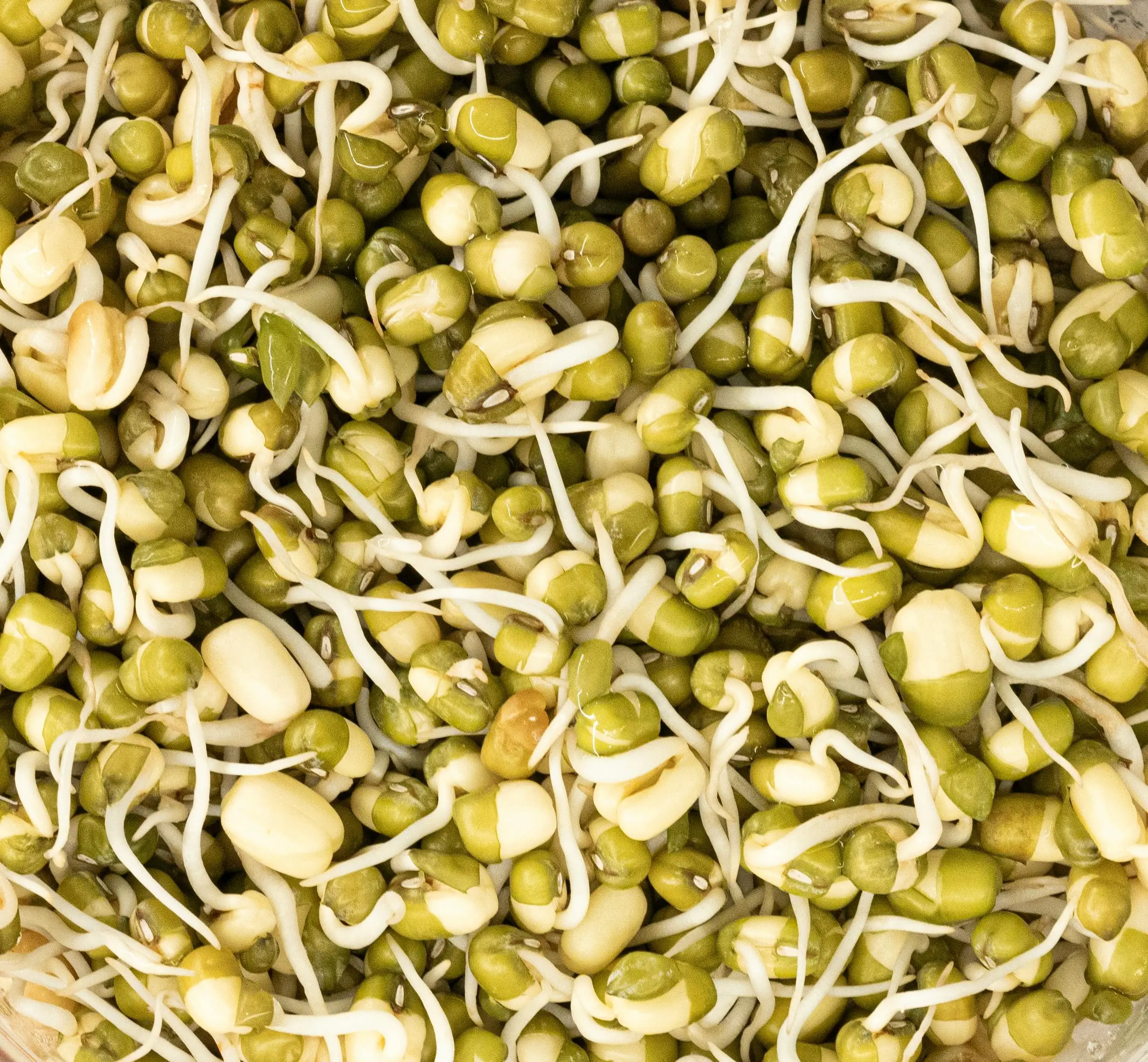 Jangan Sampai Hambar! 5 Kesalahan Umum Memasak Kacang Hijau yang Sering Disepelekan