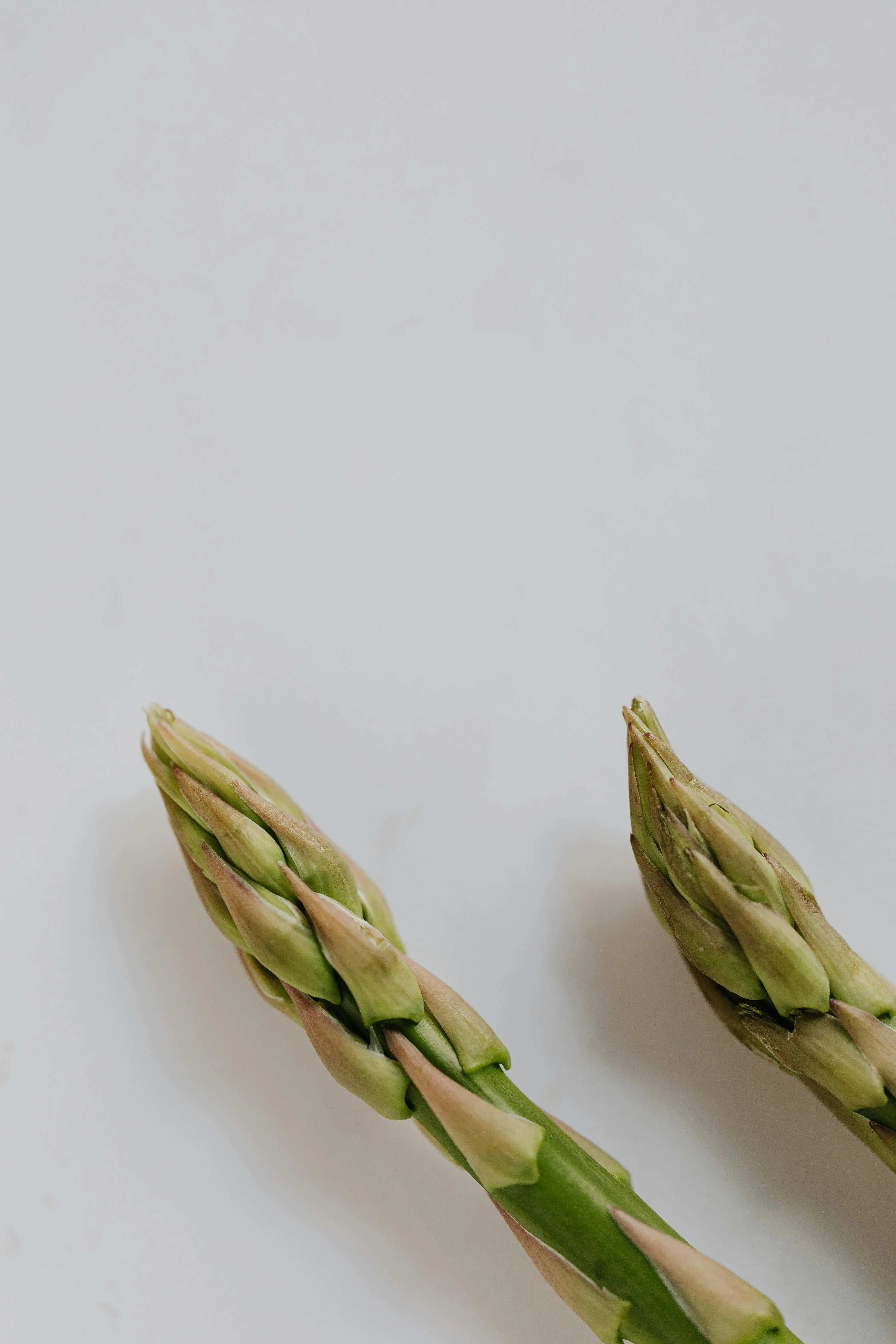 Mengenal Saponin dalam Asparagus: Senyawa Ajaib Pengusir Peradangan Kronis