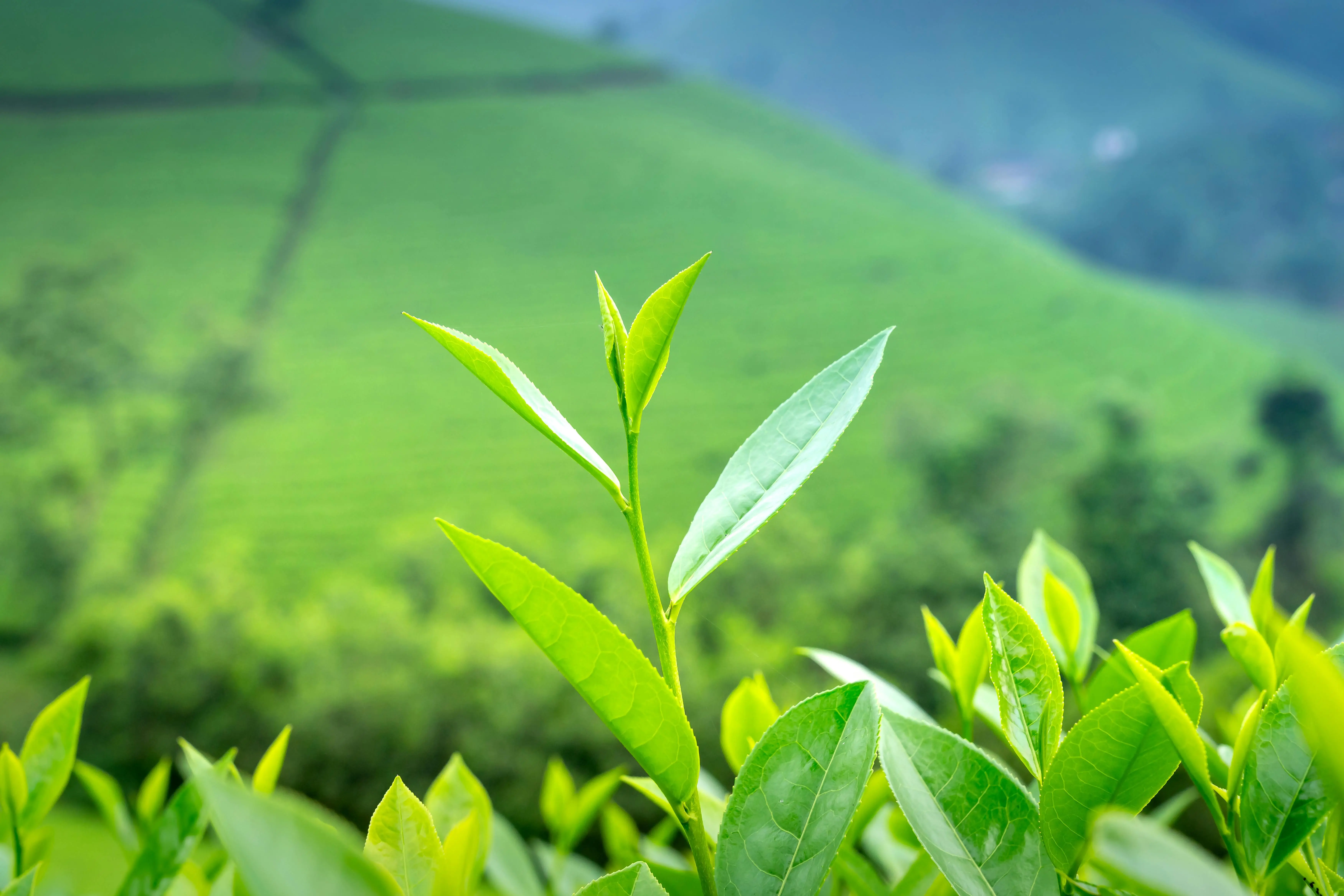Semua yang Perlu Diketahui tentang Daun Teh: Keajaiban Botani dalam Sehelai Camellia Sinensis