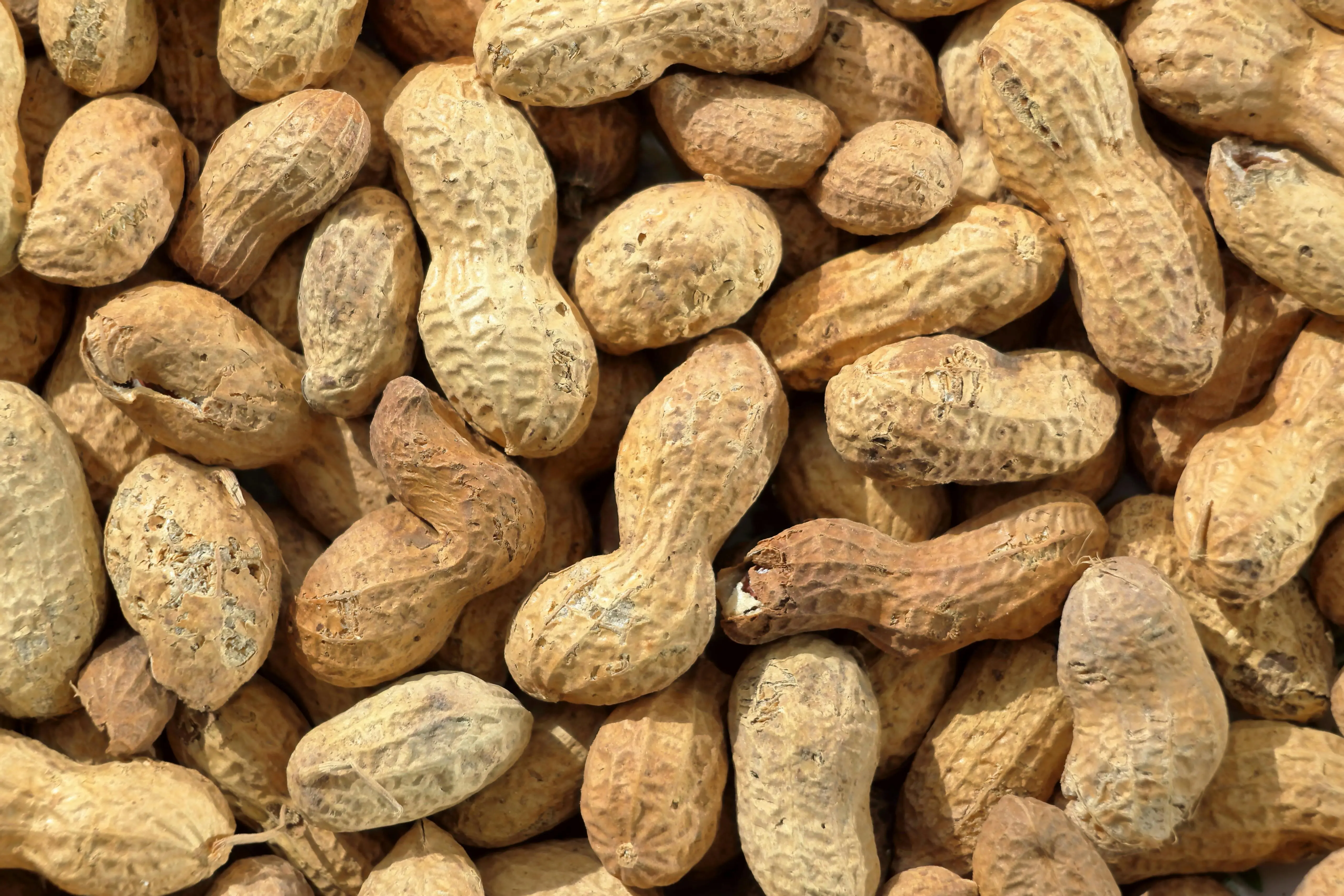 Inovasi Produk Berbasis Kacang Tanah: Menembus Batas Tradisional di Industri Pangan Global