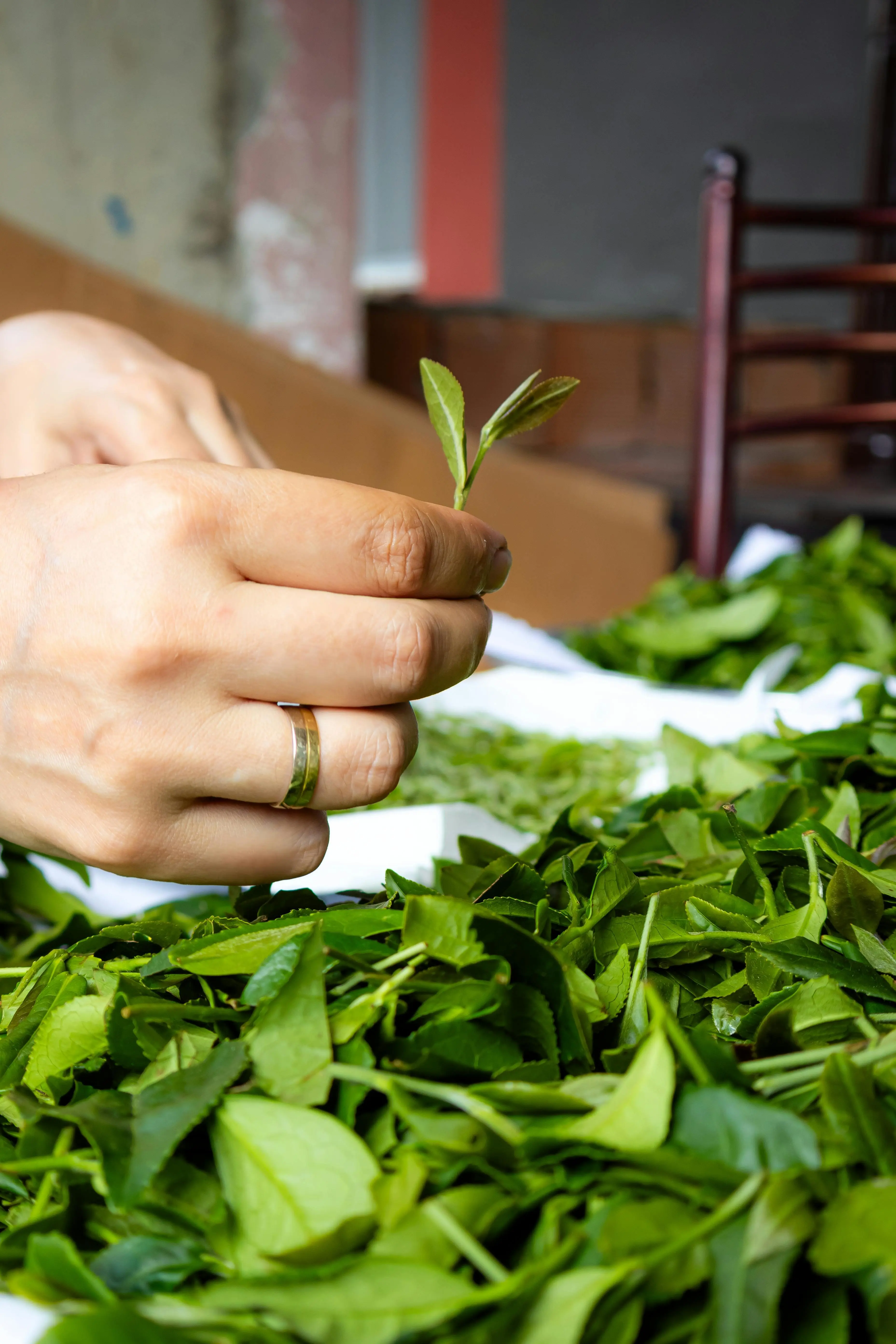 Filosofi di Balik Daun Teh: Menelusuri Jejak Tradisi Minum Teh di Asia