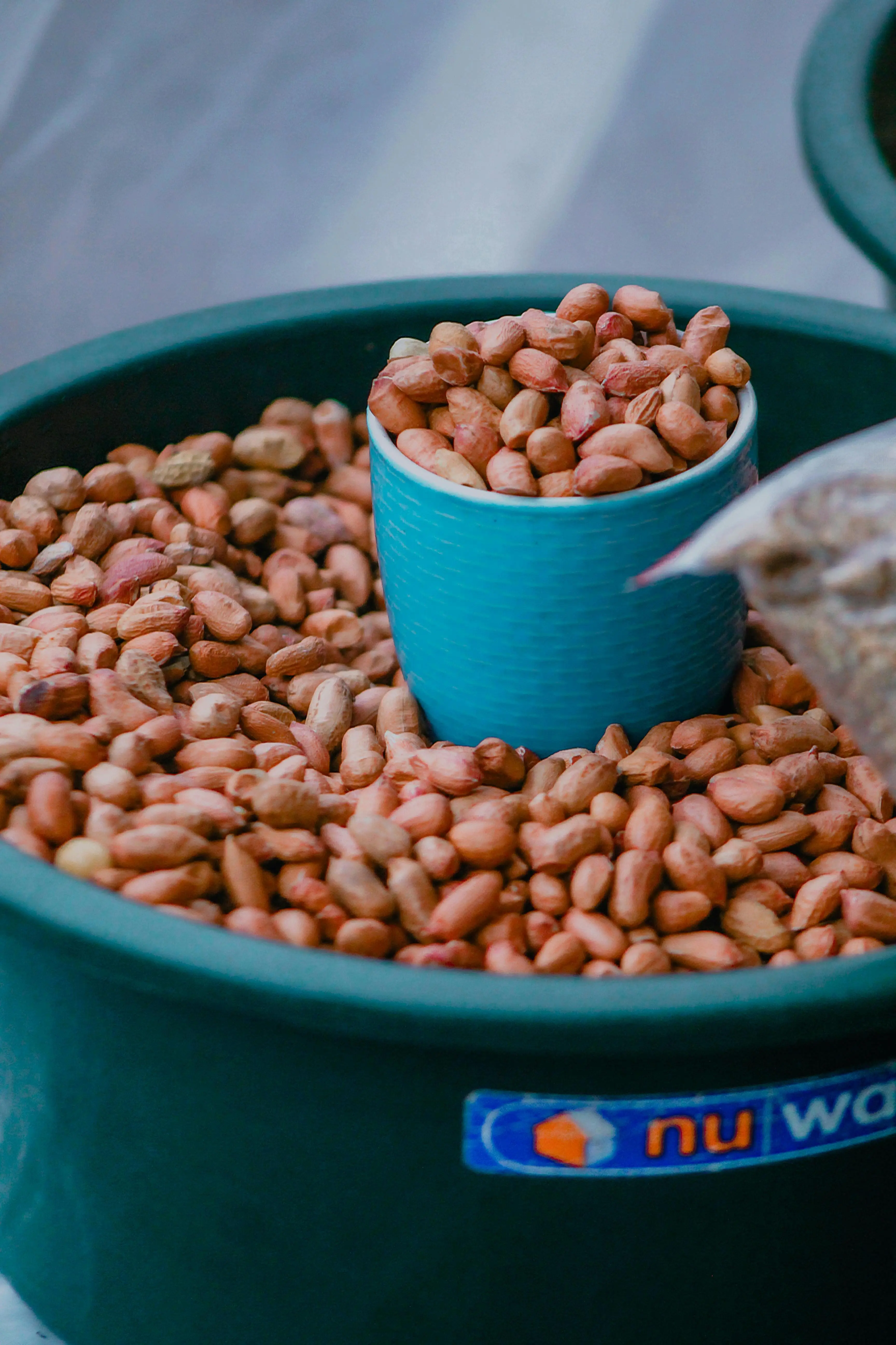 Mengenal Peran Vital Kacang Tanah dalam Diet Berbasis Tanaman