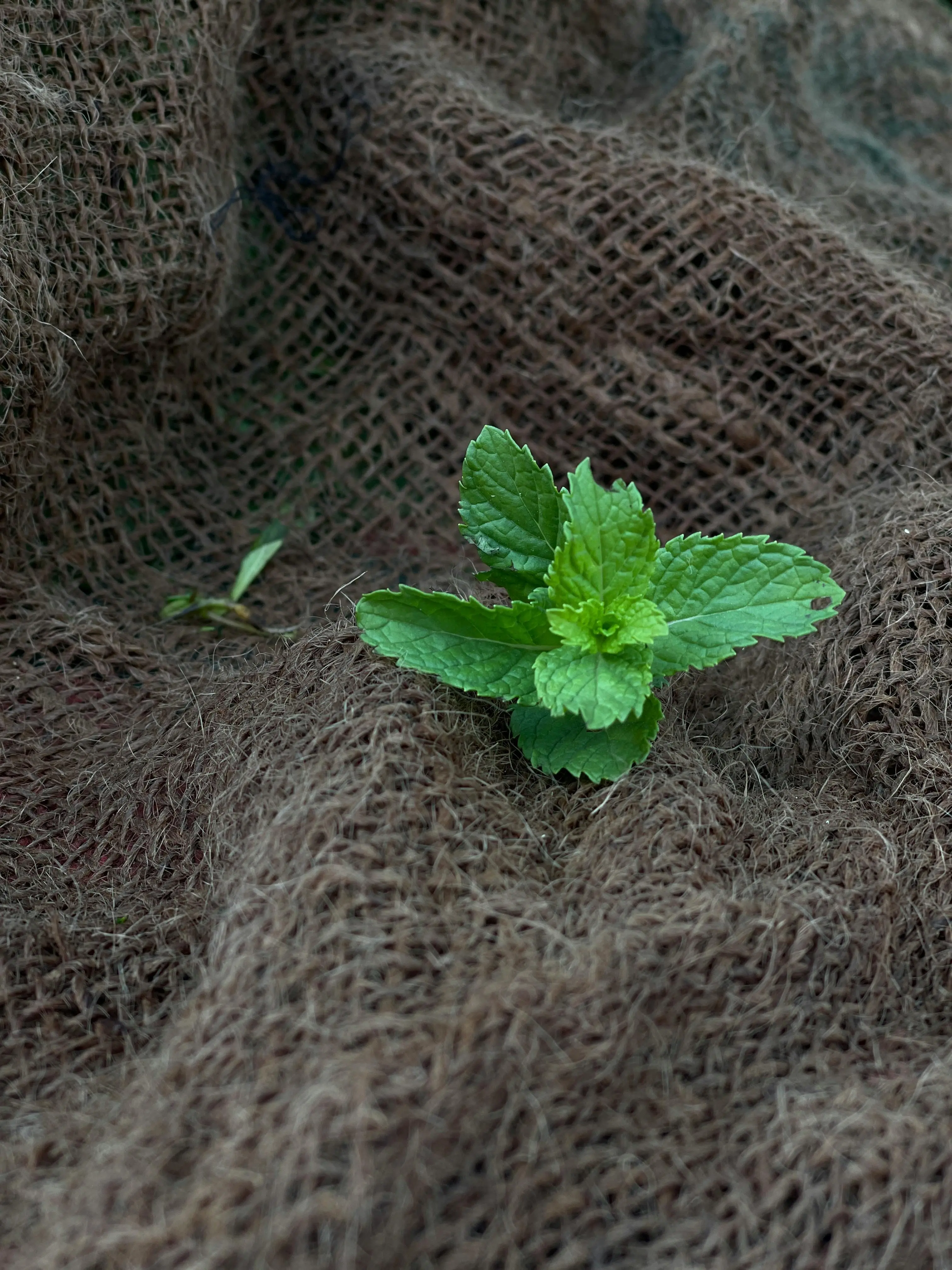 Sentuhan Daun Mint: Menelusuri Jejak Psikologis di Balik Aroma Segar yang Ikonik