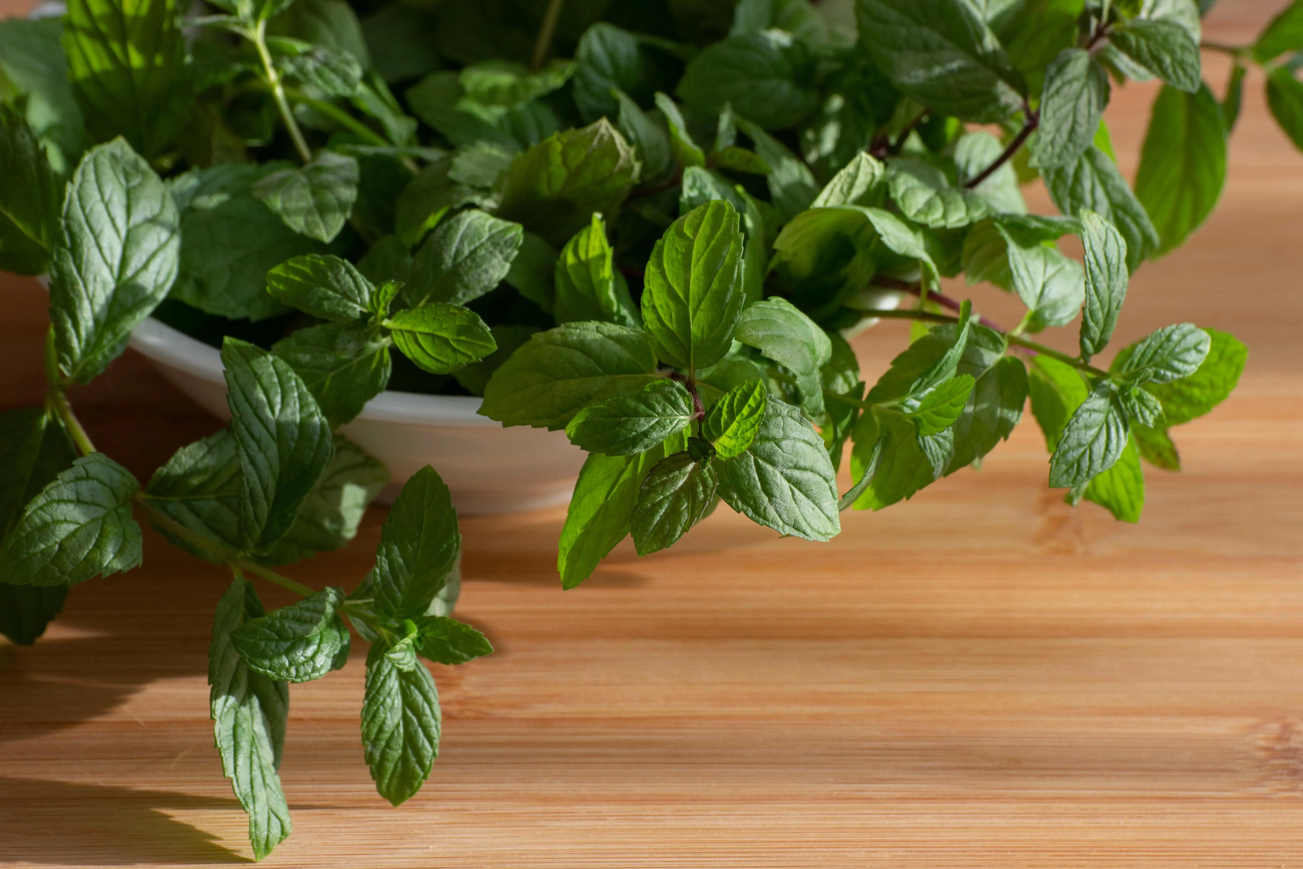 Menelusuri Jejak Daun Mint dalam Sejarah Pengobatan Dunia: Warisan Hijau yang Tak Lekang Oleh Zaman