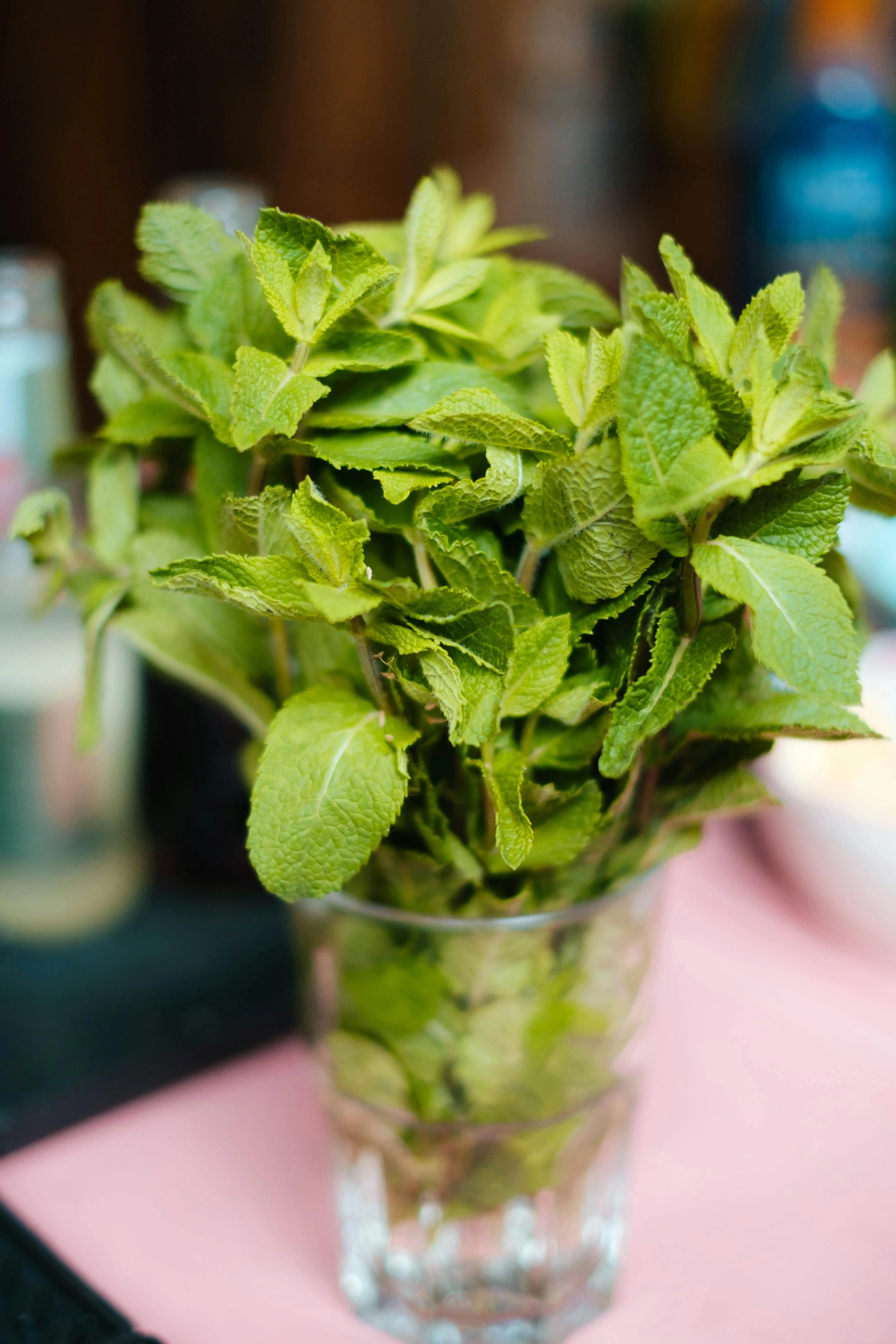 Menilik Prospek Global Daun Mint sebagai Solusi Kesehatan Berkelanjutan