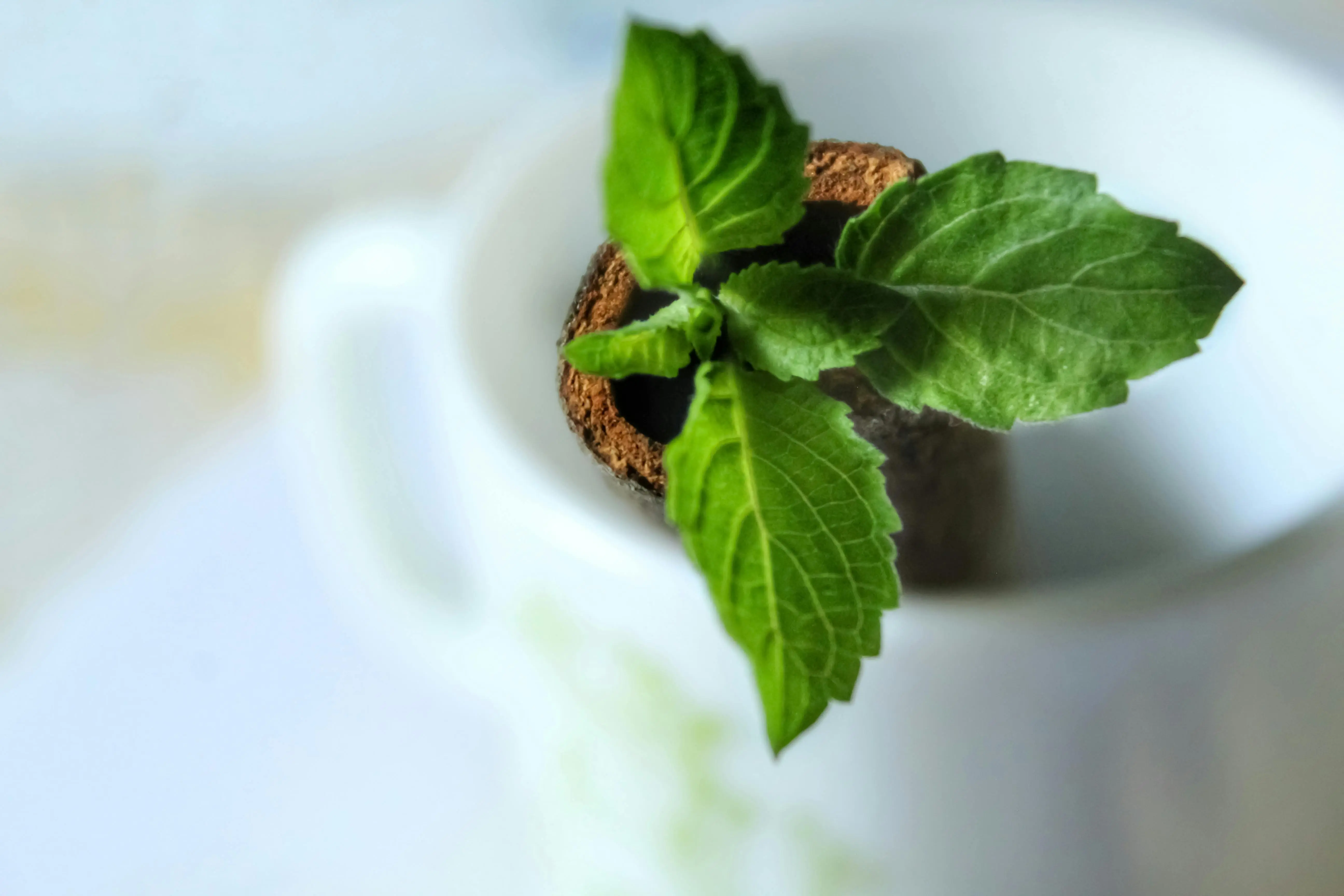 Daun Mint dan Revolusi Self-Care: Menilik Potensi Ekonomi Hijau di Sektor Wellness